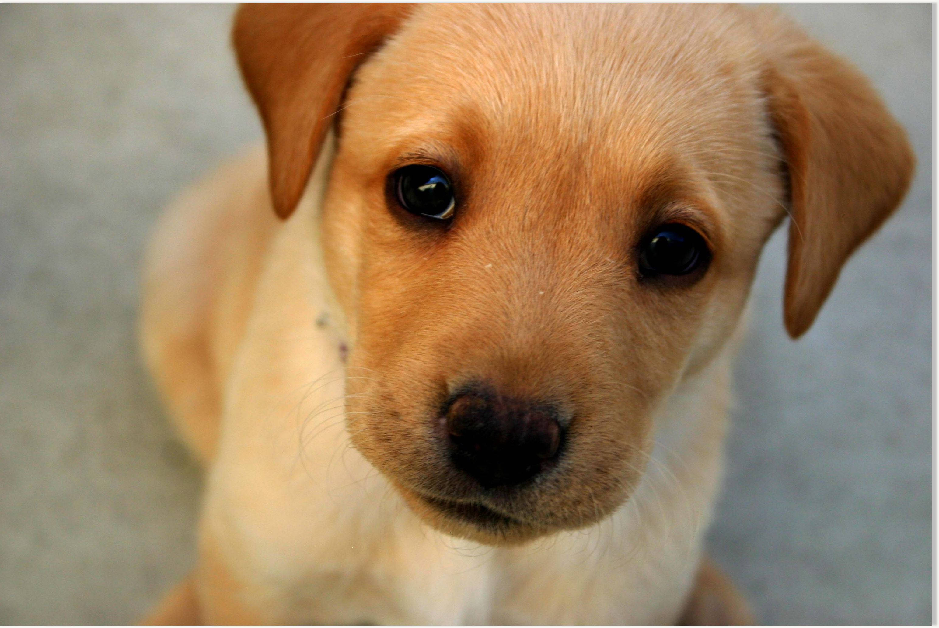 Cachorro lindo marrón claro de ojos negros Fondos de pantalla