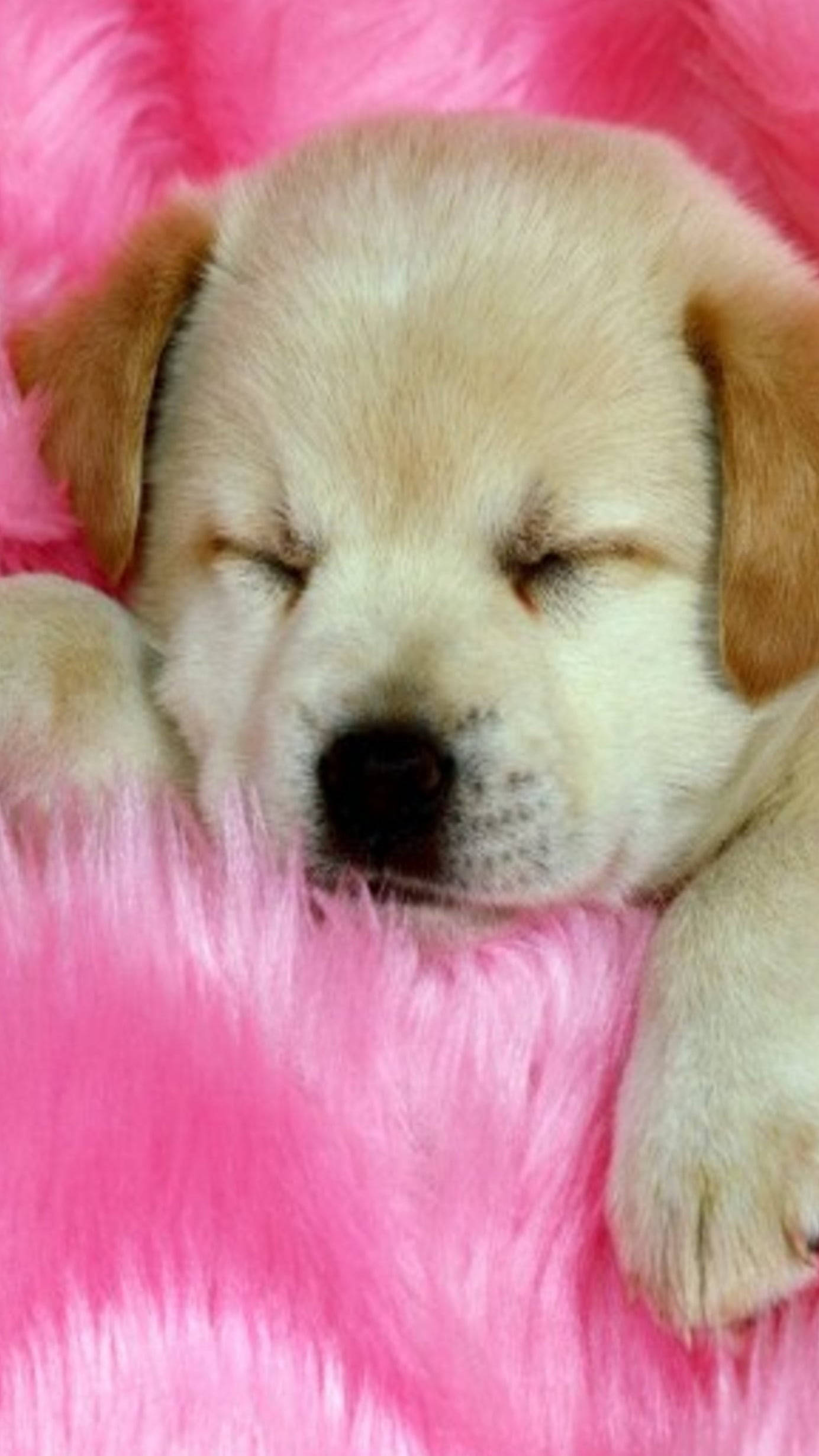 Cachorro marrón durmiendo Fondos de pantalla
