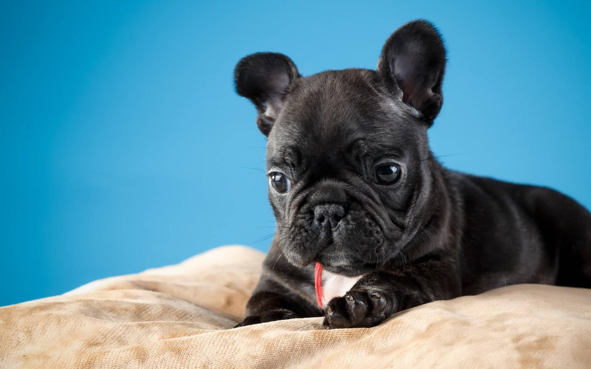 Cachorro Negro Lindo Sobre Cojín Fondos de pantalla