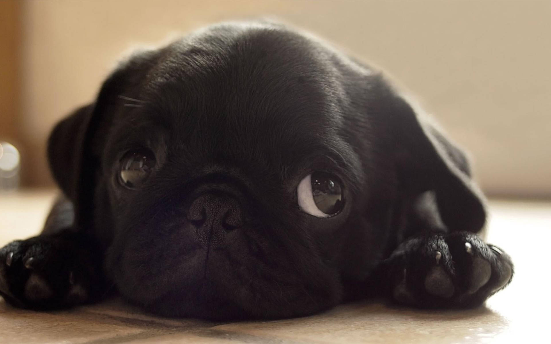 Cachorro negro pequeño y adorable Fondos de pantalla