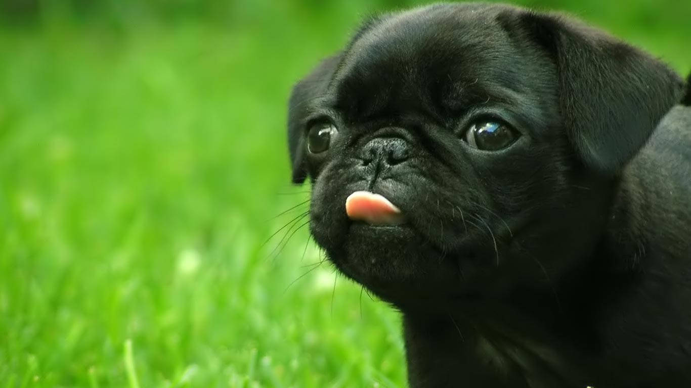 Cachorro negro sacando la lengua Fondos de pantalla