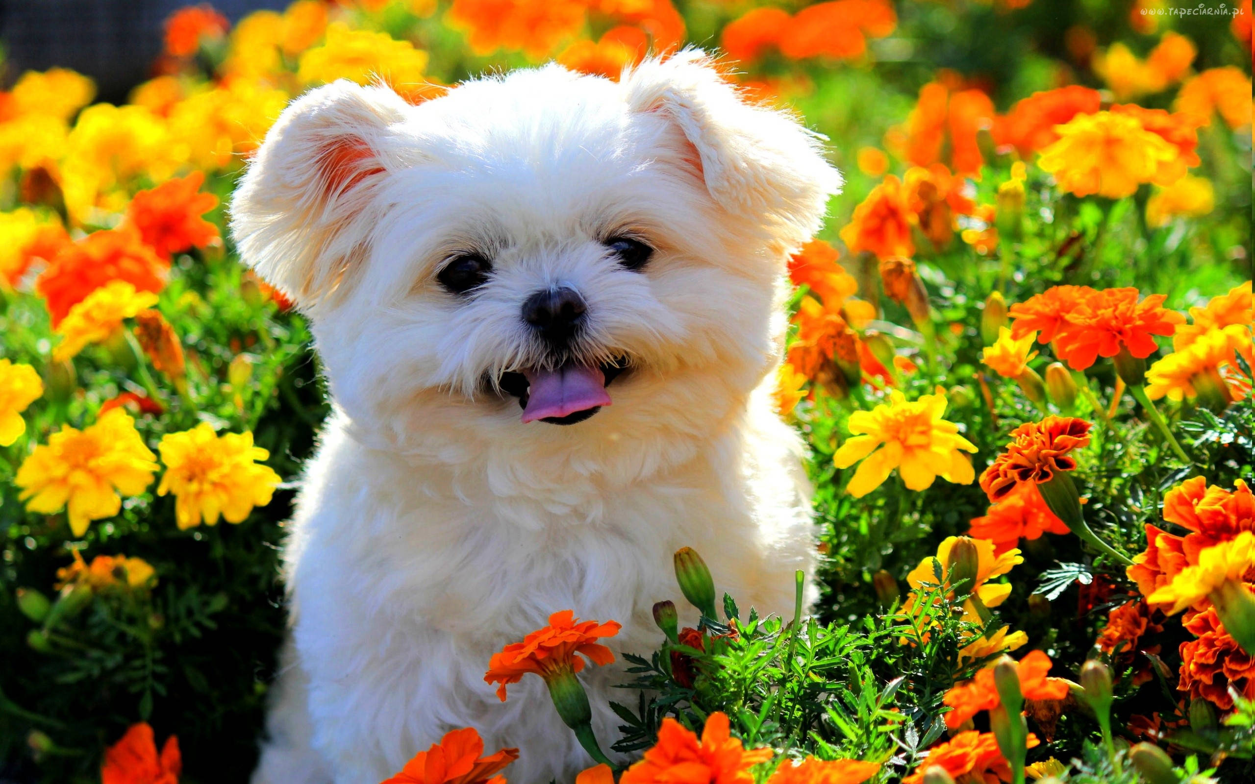 Cachorro Primaveral Lindo y Flores Fondos de pantalla