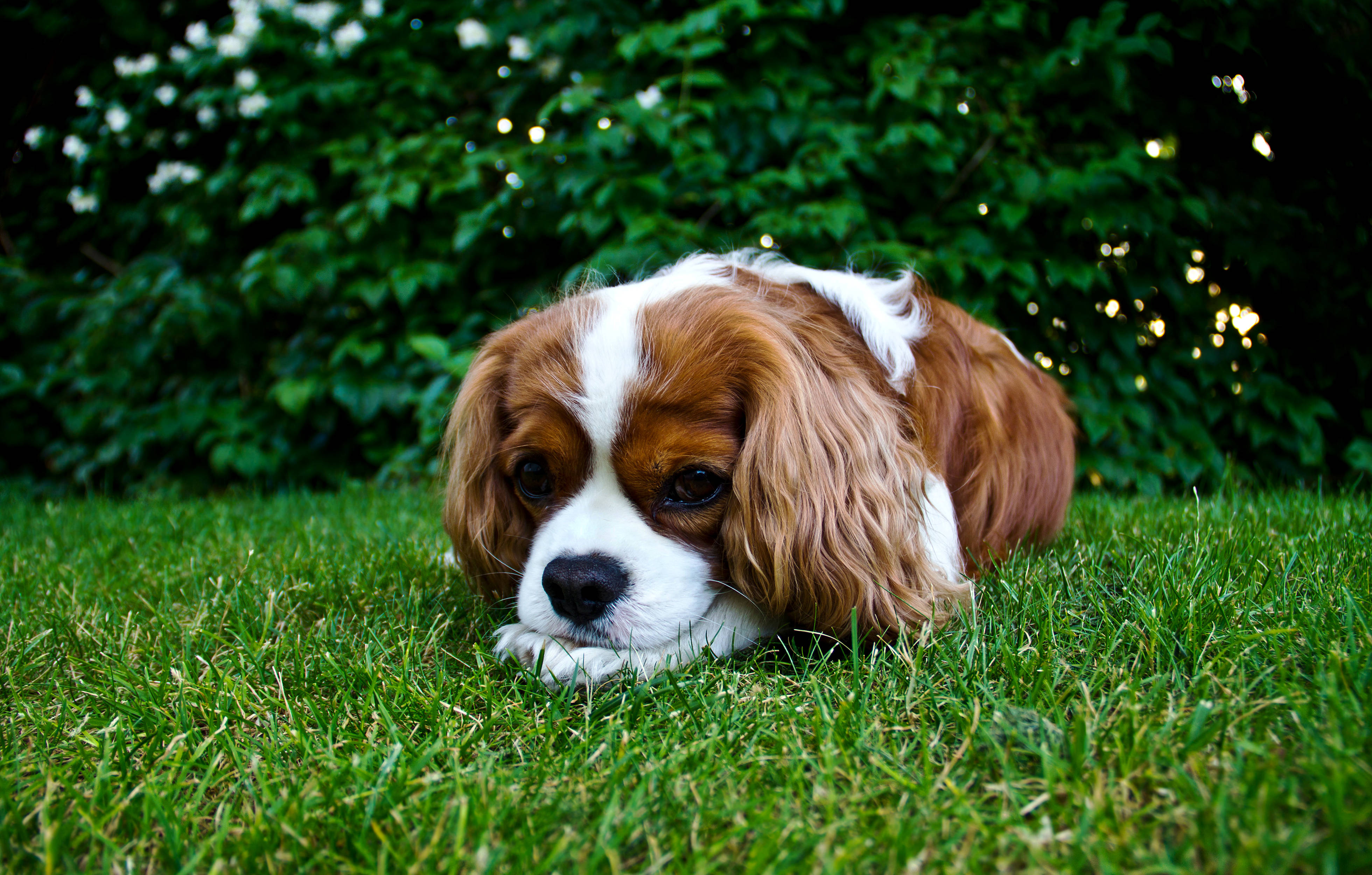 Cachorro Spaniel King Carlos Lindo Fondos de pantalla