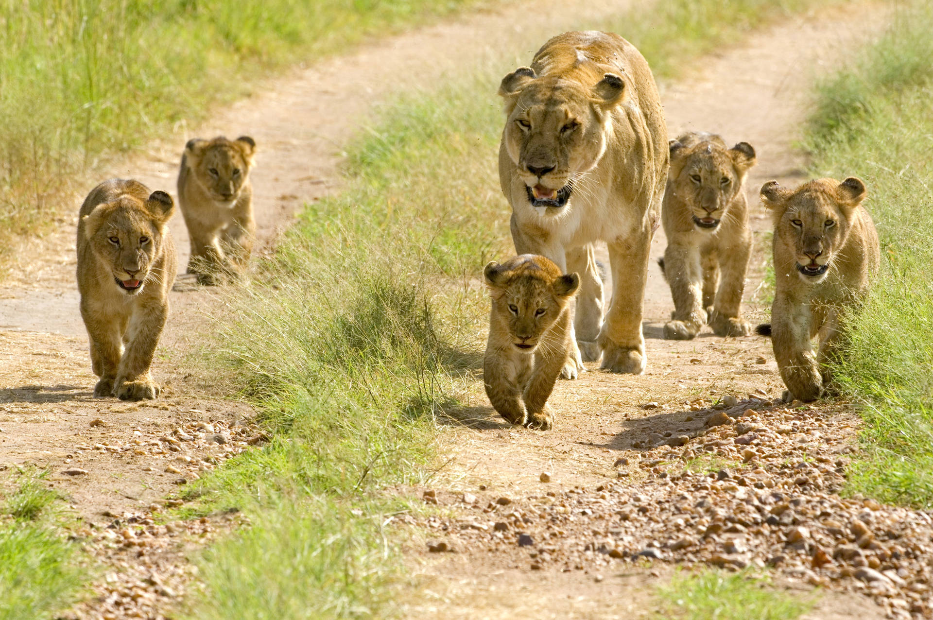 Fondo de pantalla de Cachorros de León en la Naturaleza