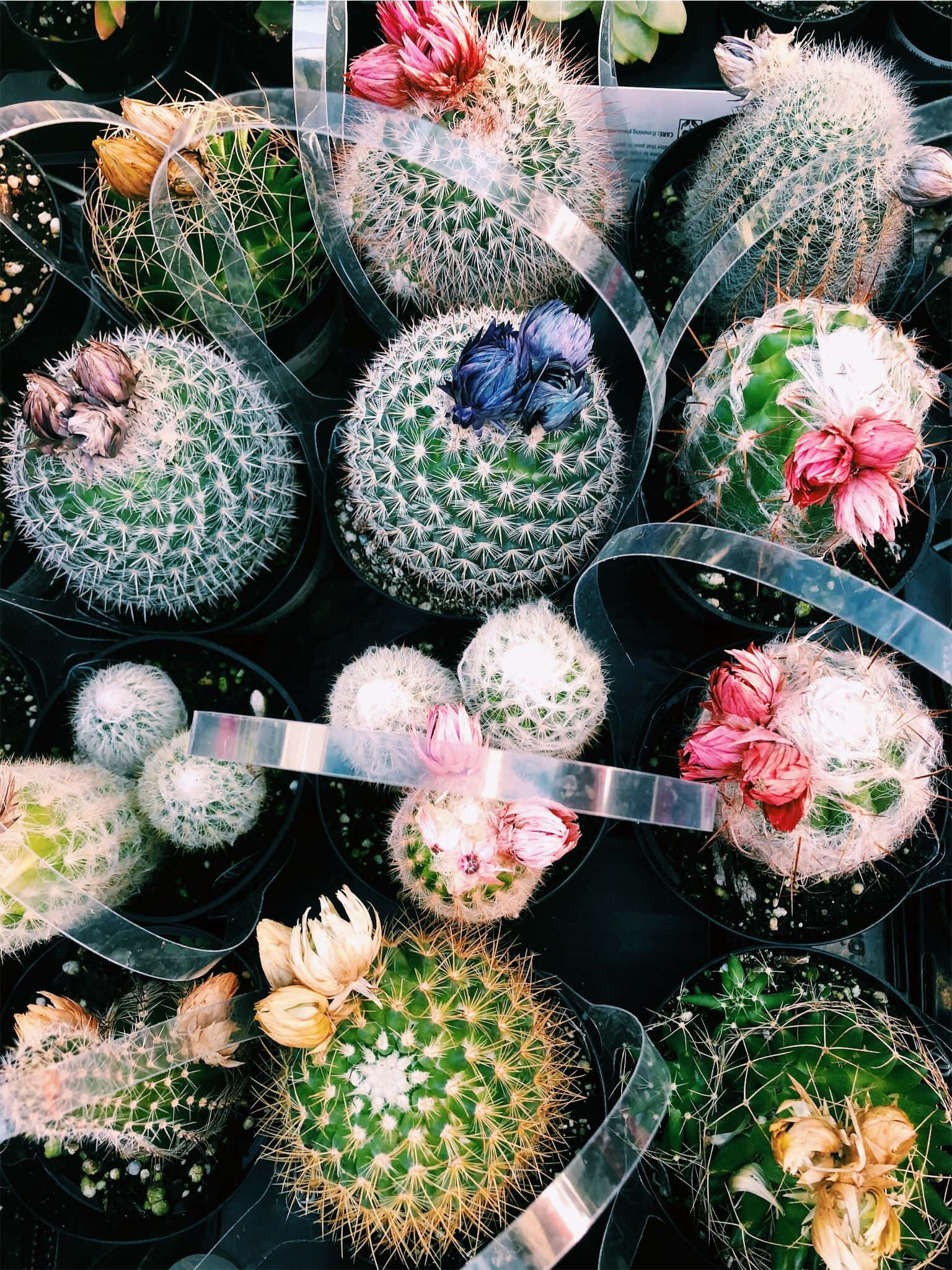 Cactus de colores brillantes prosperando bajo el sol Fondos de pantalla