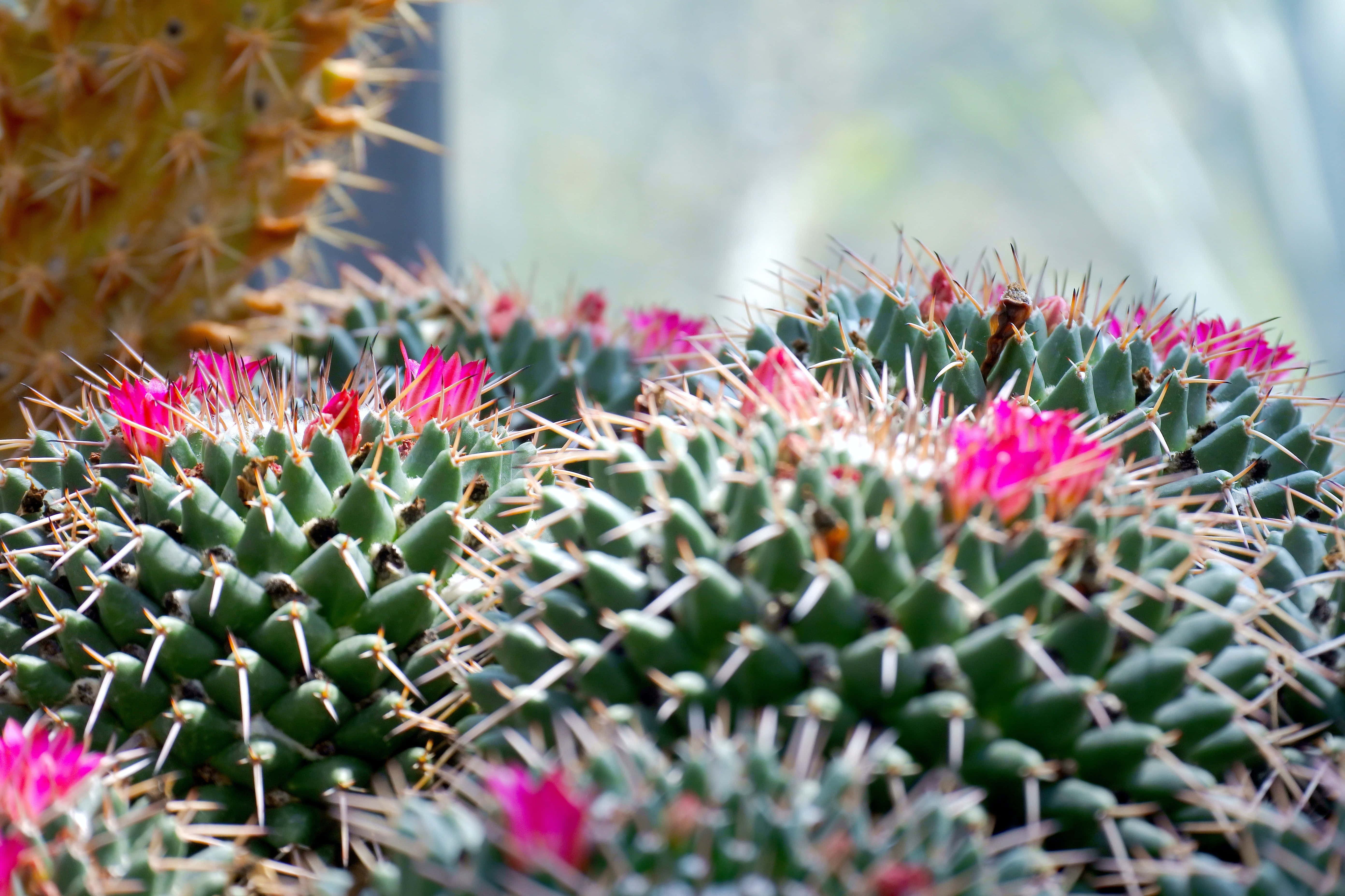 Cactus Flor Mammillaria Polythele Fondos de pantalla