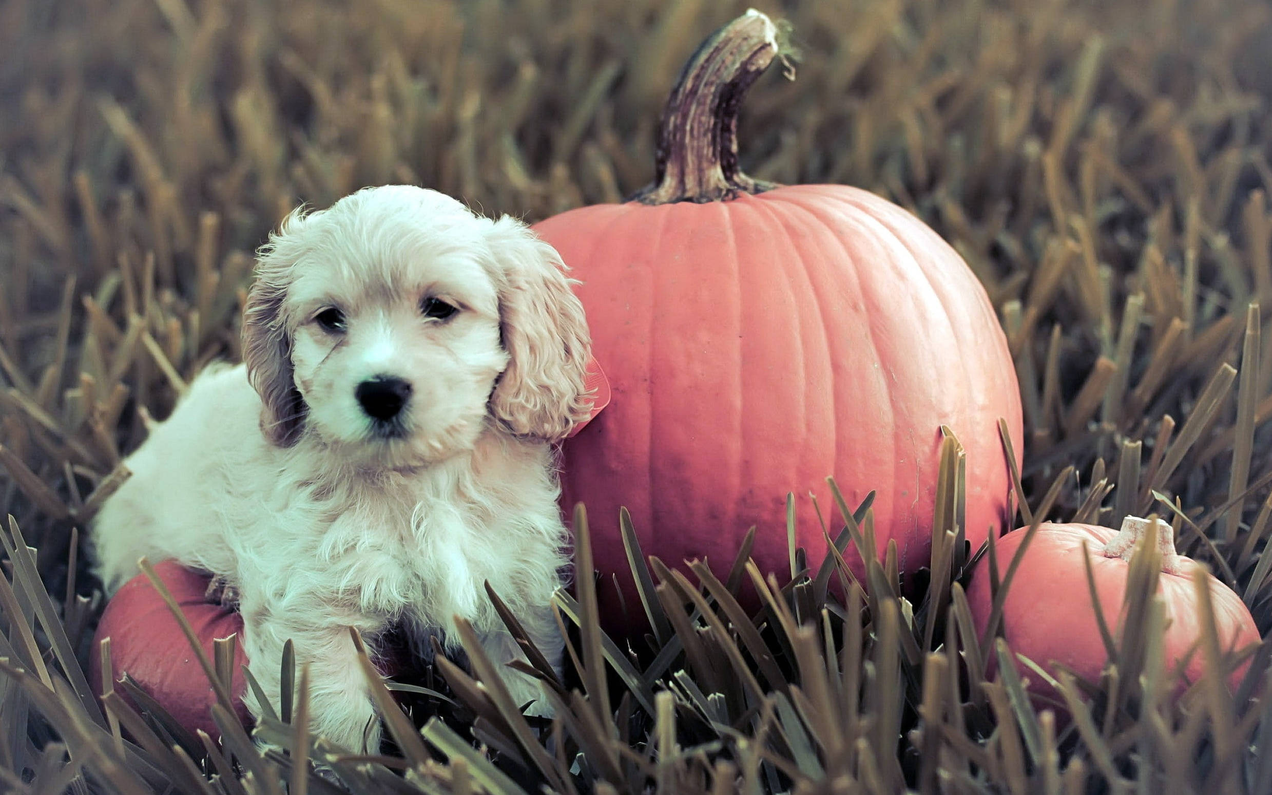 Calabaza de Halloween linda junto a un cachorro Fondos de pantalla