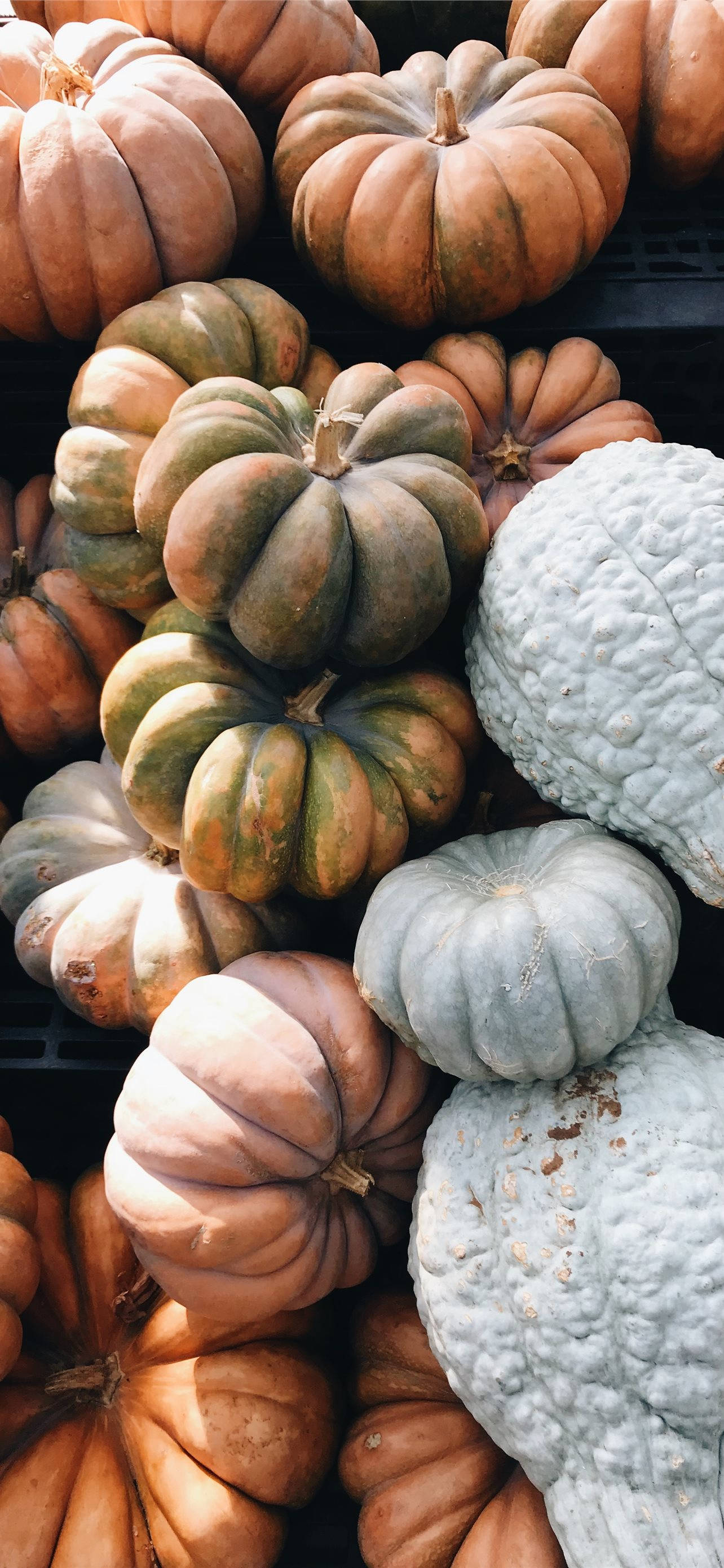 Calabazas de Diferentes Colores Thanksgiving iPhone Fondos de pantalla