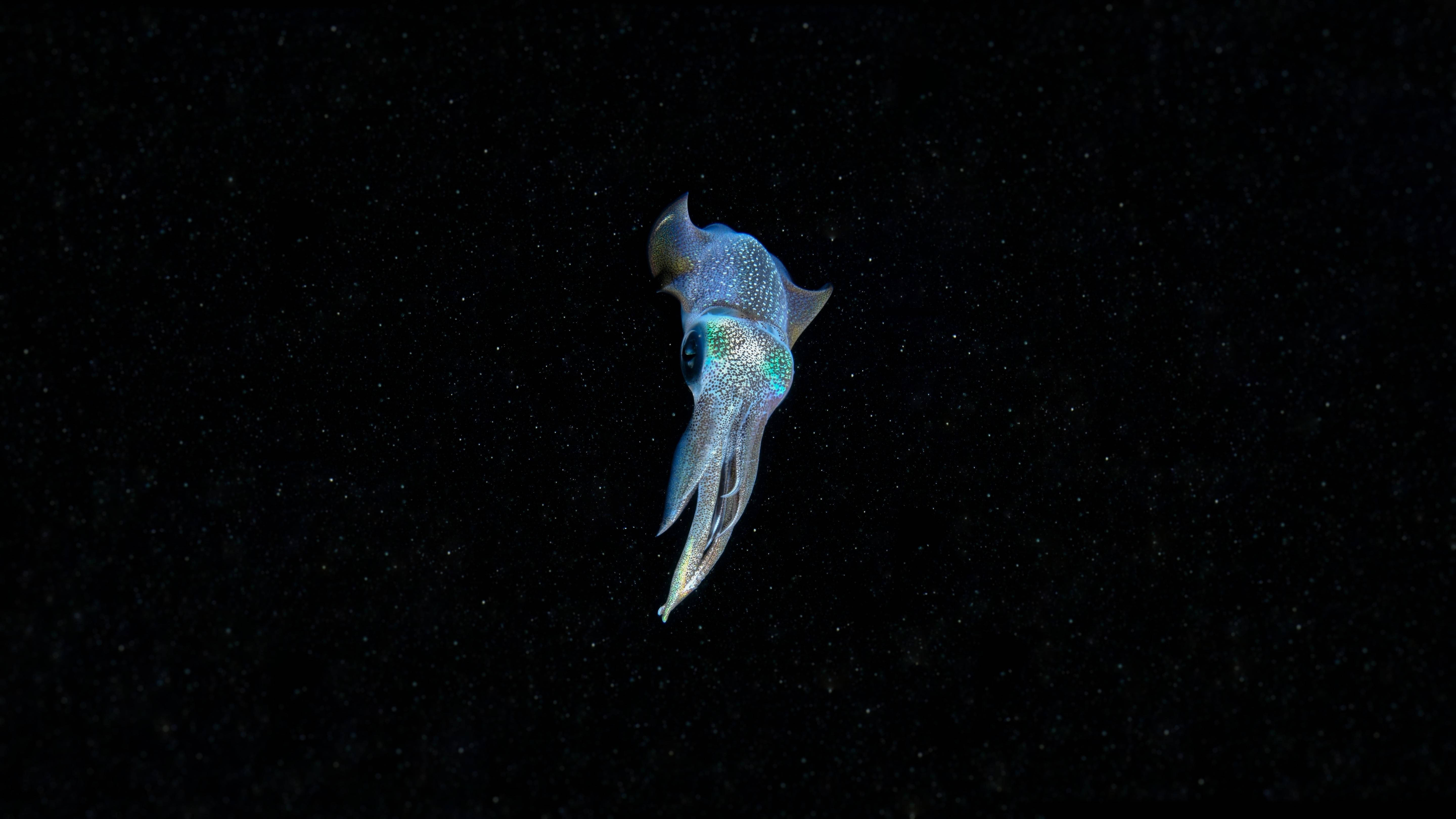 Calamar Azul Neón Fondos de pantalla