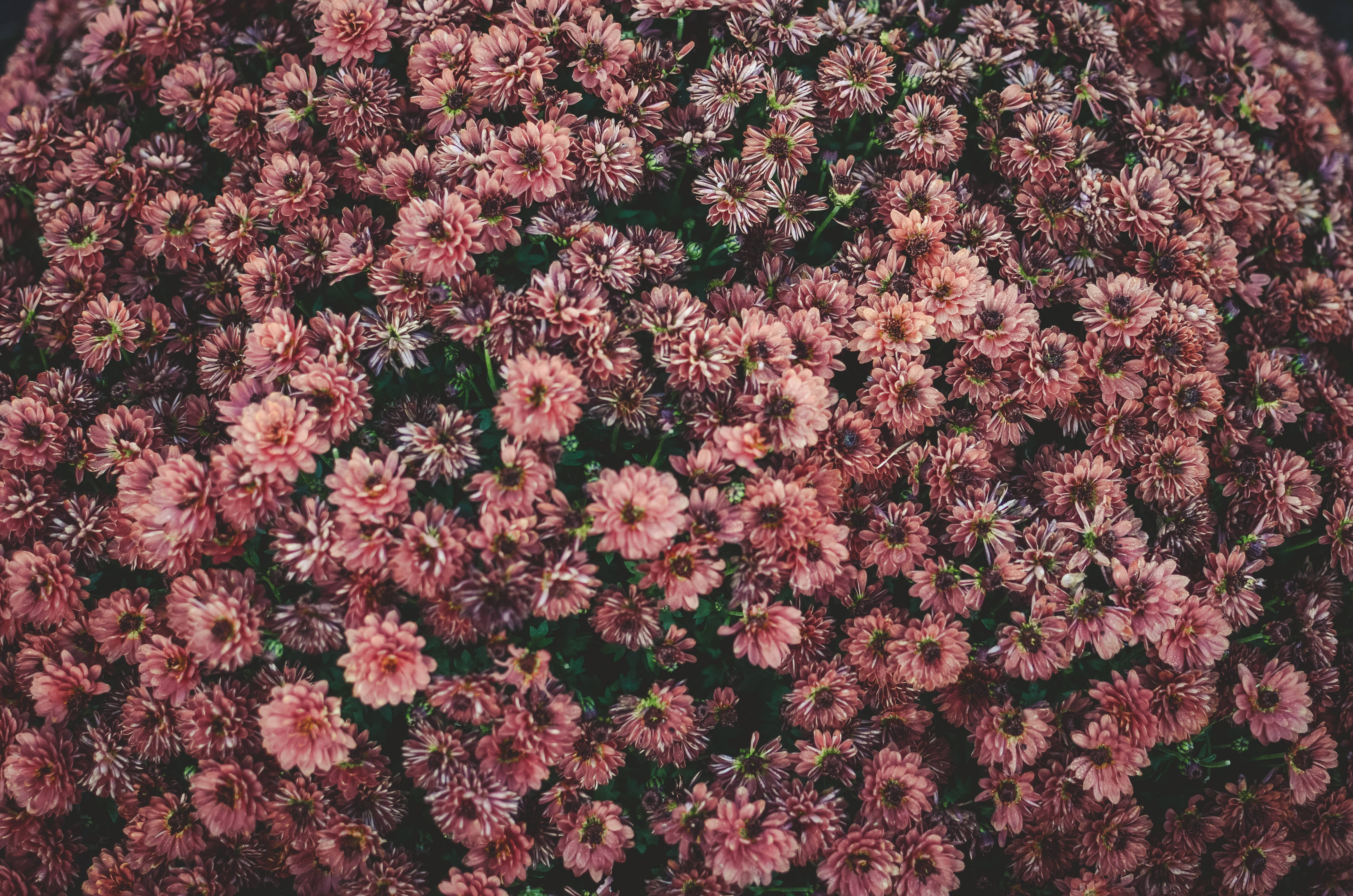 Cama de Flores Rosas Estéticas Fondos de pantalla