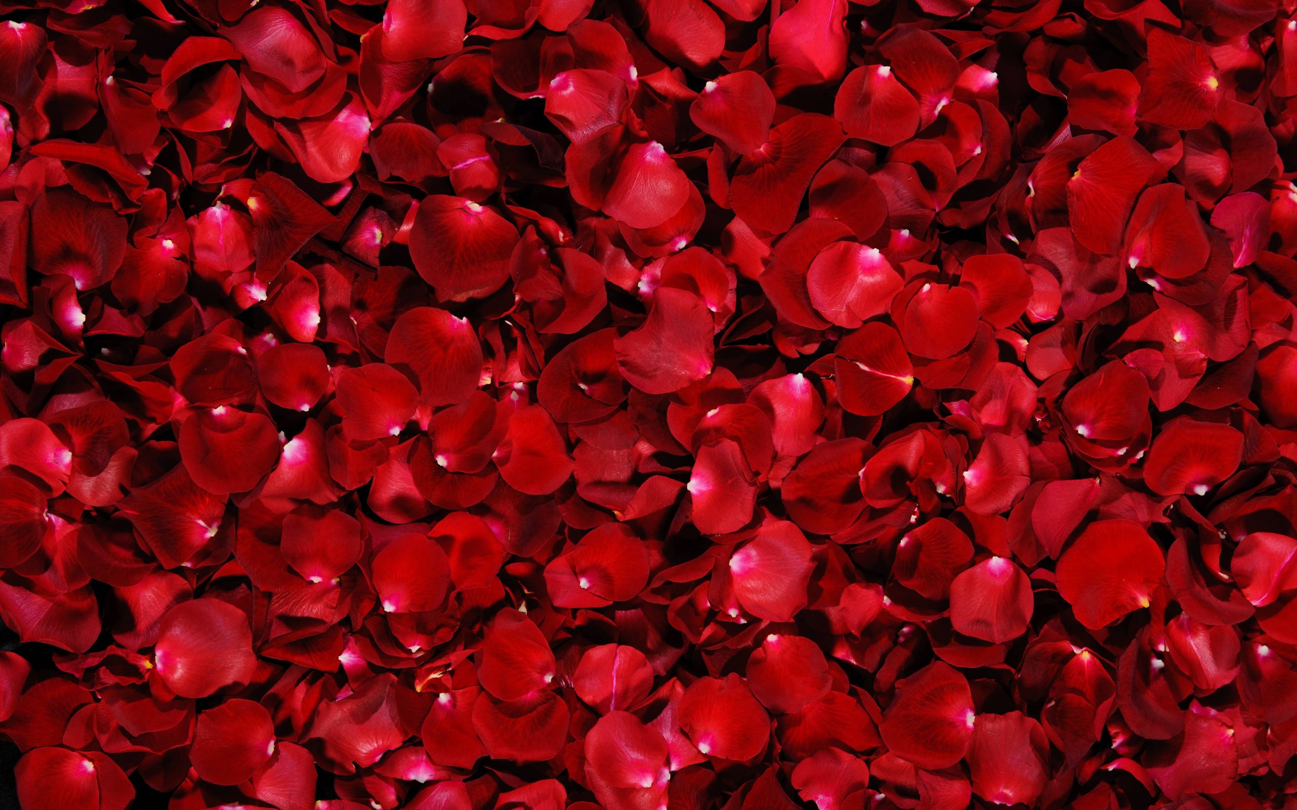 Cama de pétalos de rosas rojas Fondos de pantalla