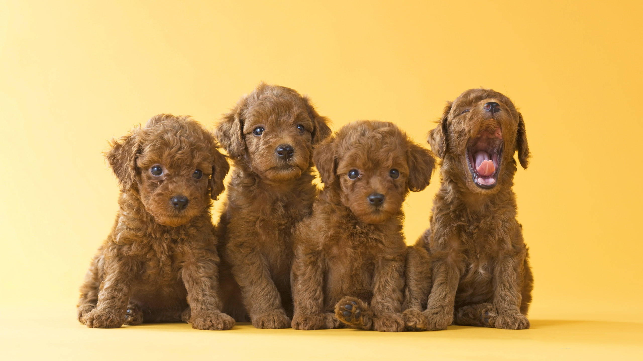 Camada de adorables cachorros de caniche toy marrón Fondos de pantalla