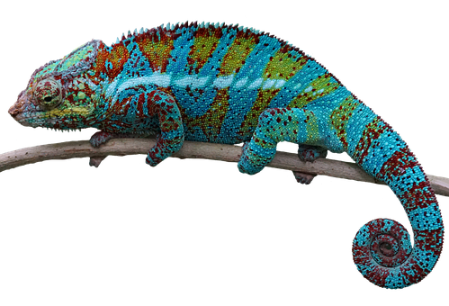 Camaleón Colorido en Rama.JPG Fondos de pantalla