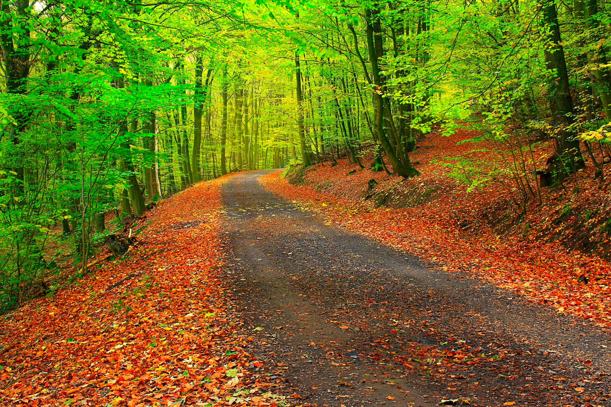 Camina por un Sendero Otoñal de Árboles Verde Brillante Fondos de pantalla