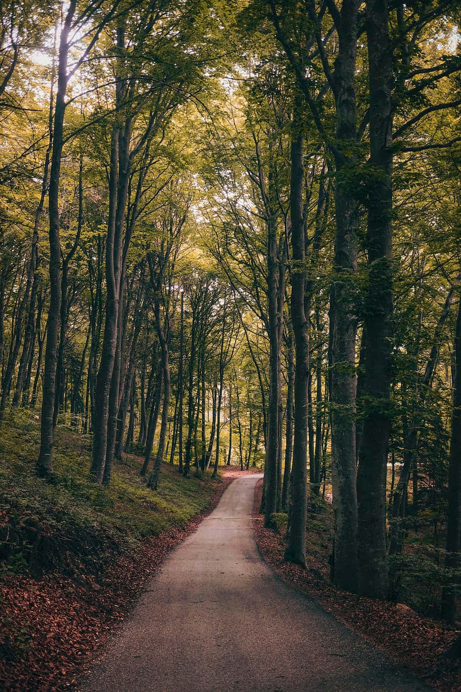 Camino a través del bosque Fondos de pantalla