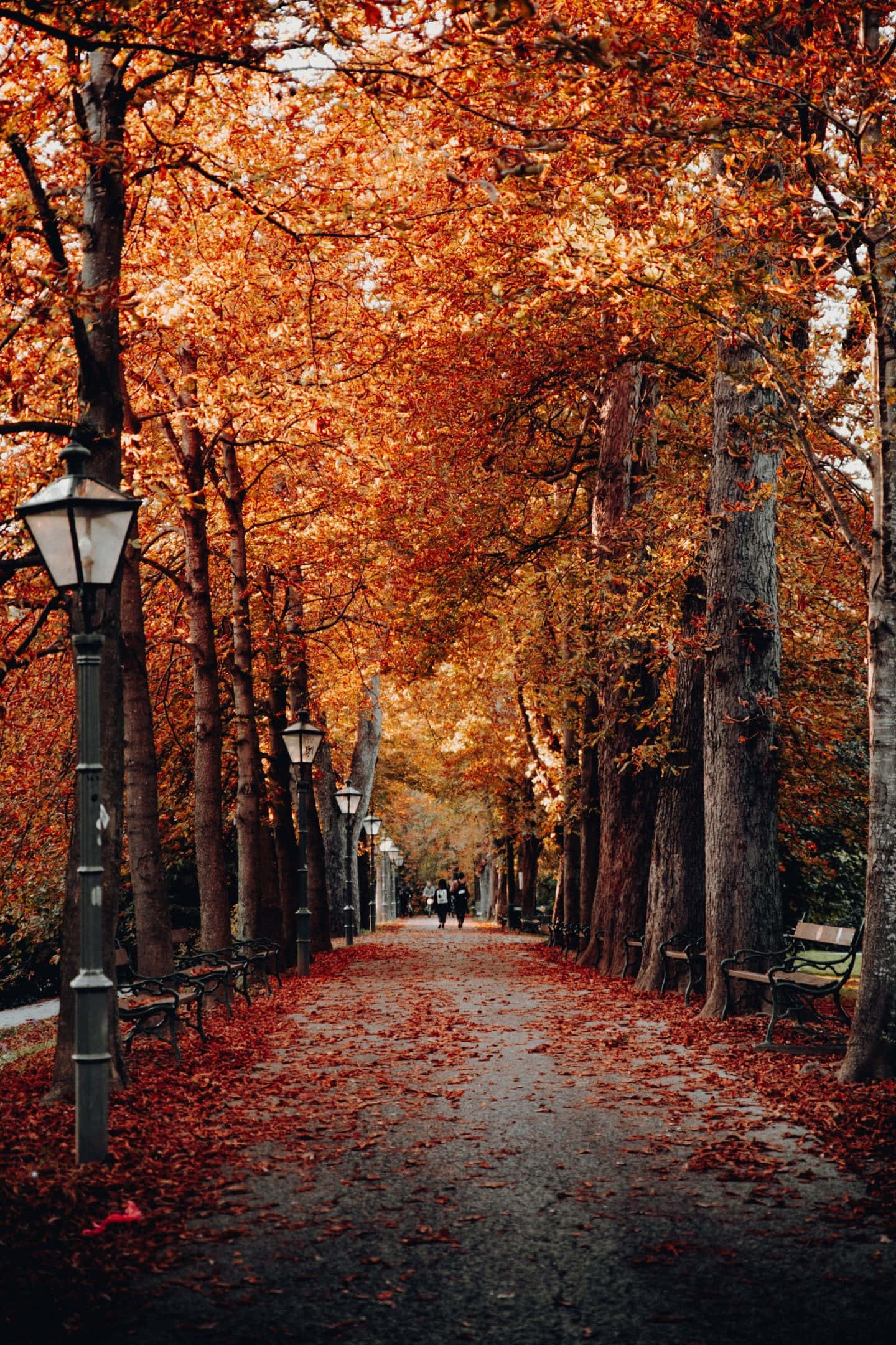 Camino del bosque otoño vintage Fondos de pantalla