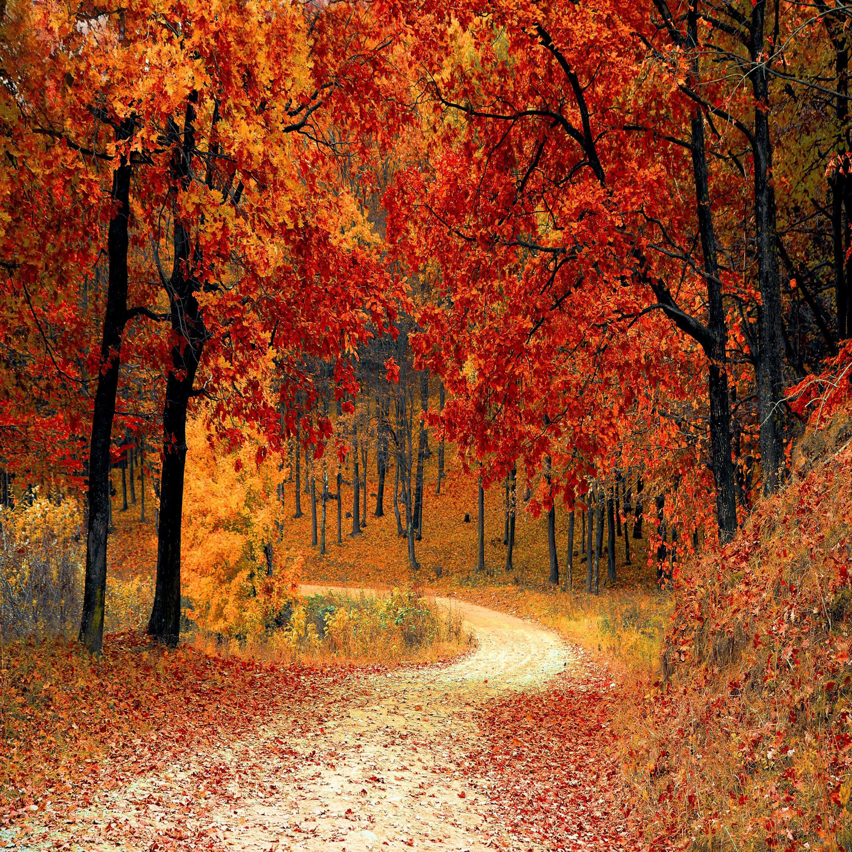 Camino en bosque otoñal para iPad Fondos de pantalla