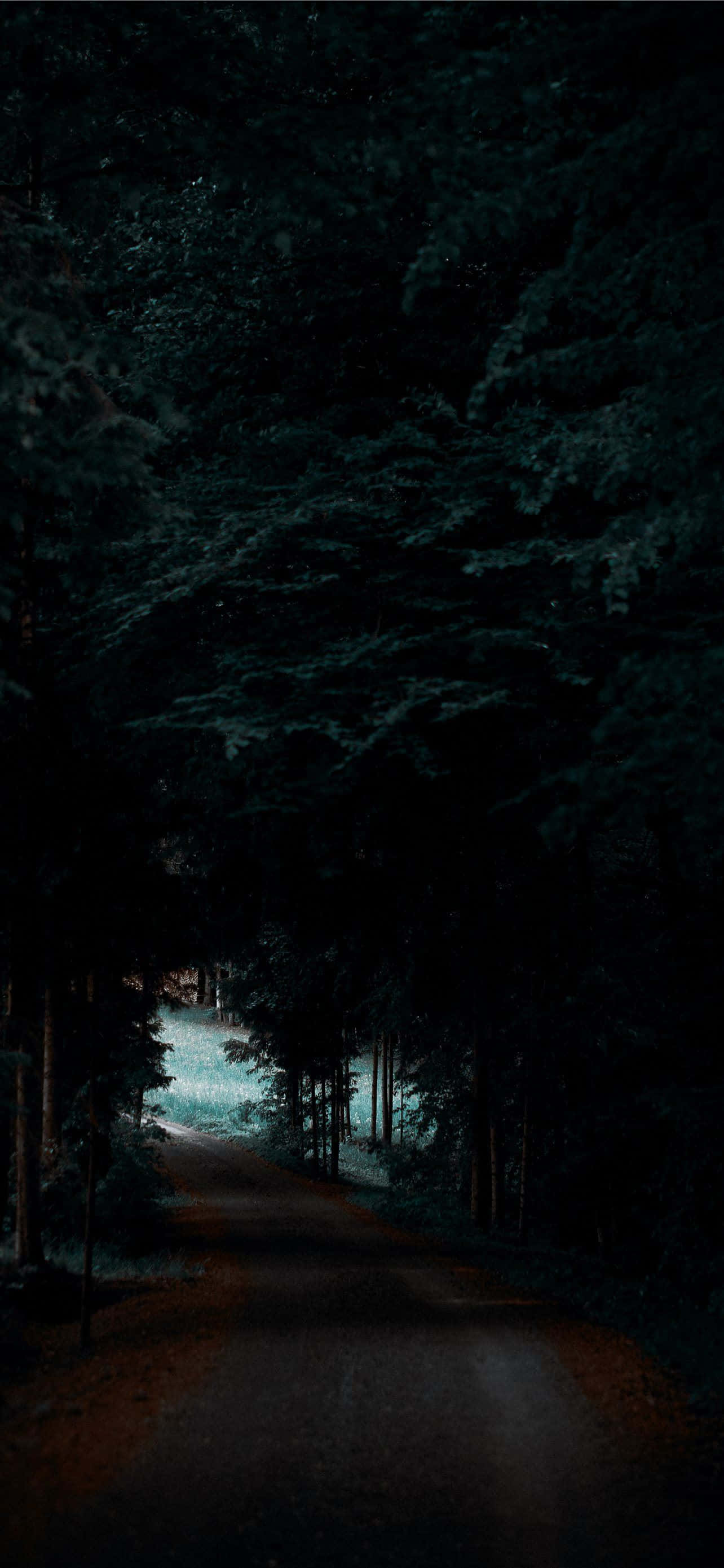 Camino en bosque oscuro Fondo Pixel 3 OLED Fondos de pantalla
