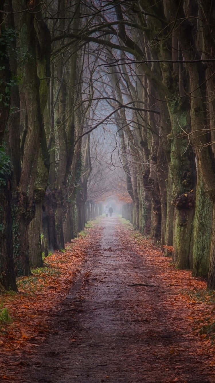Camino en Temporada de Otoño Fondos de pantalla
