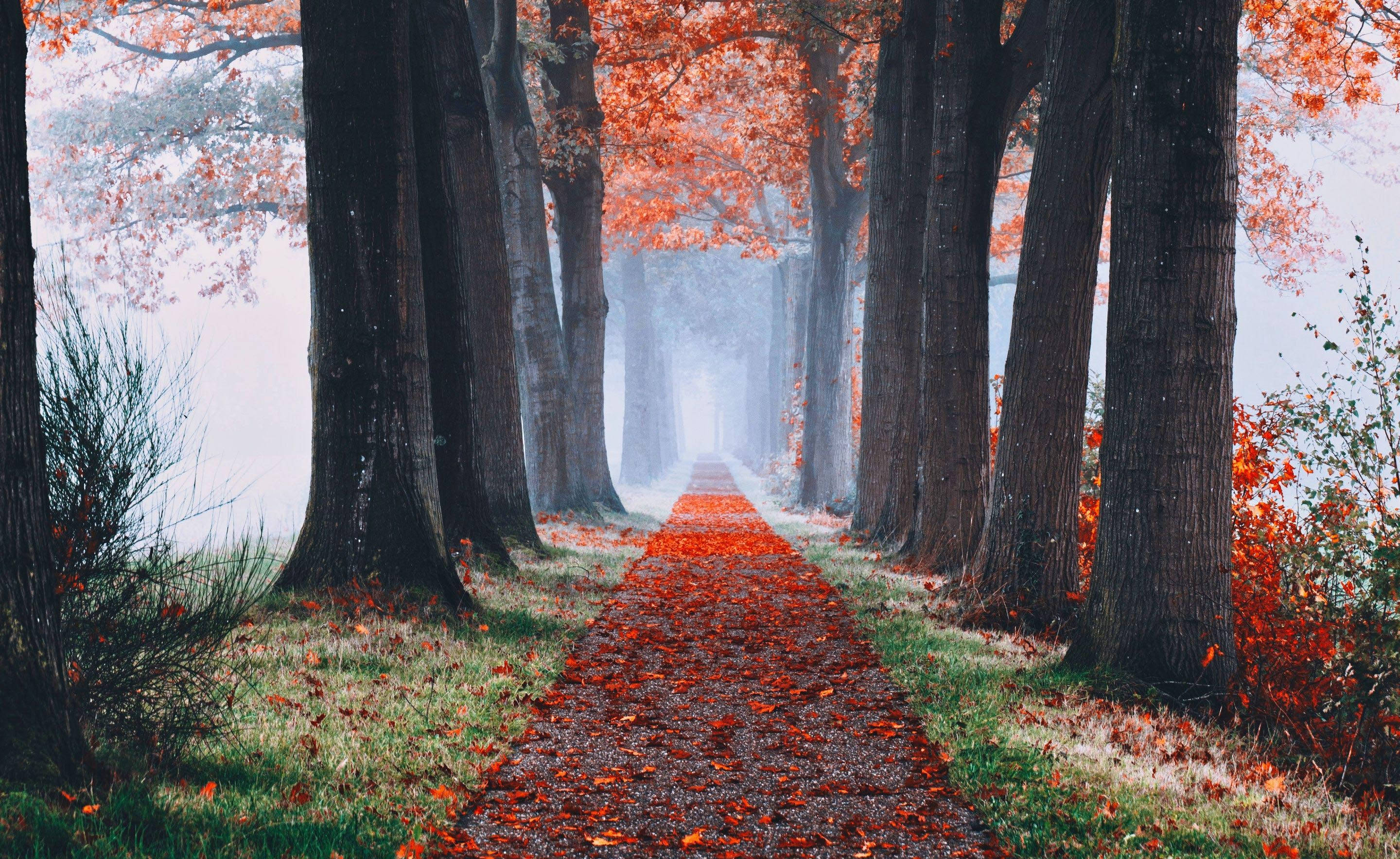 Camino Estético de Otoño Fondos de pantalla