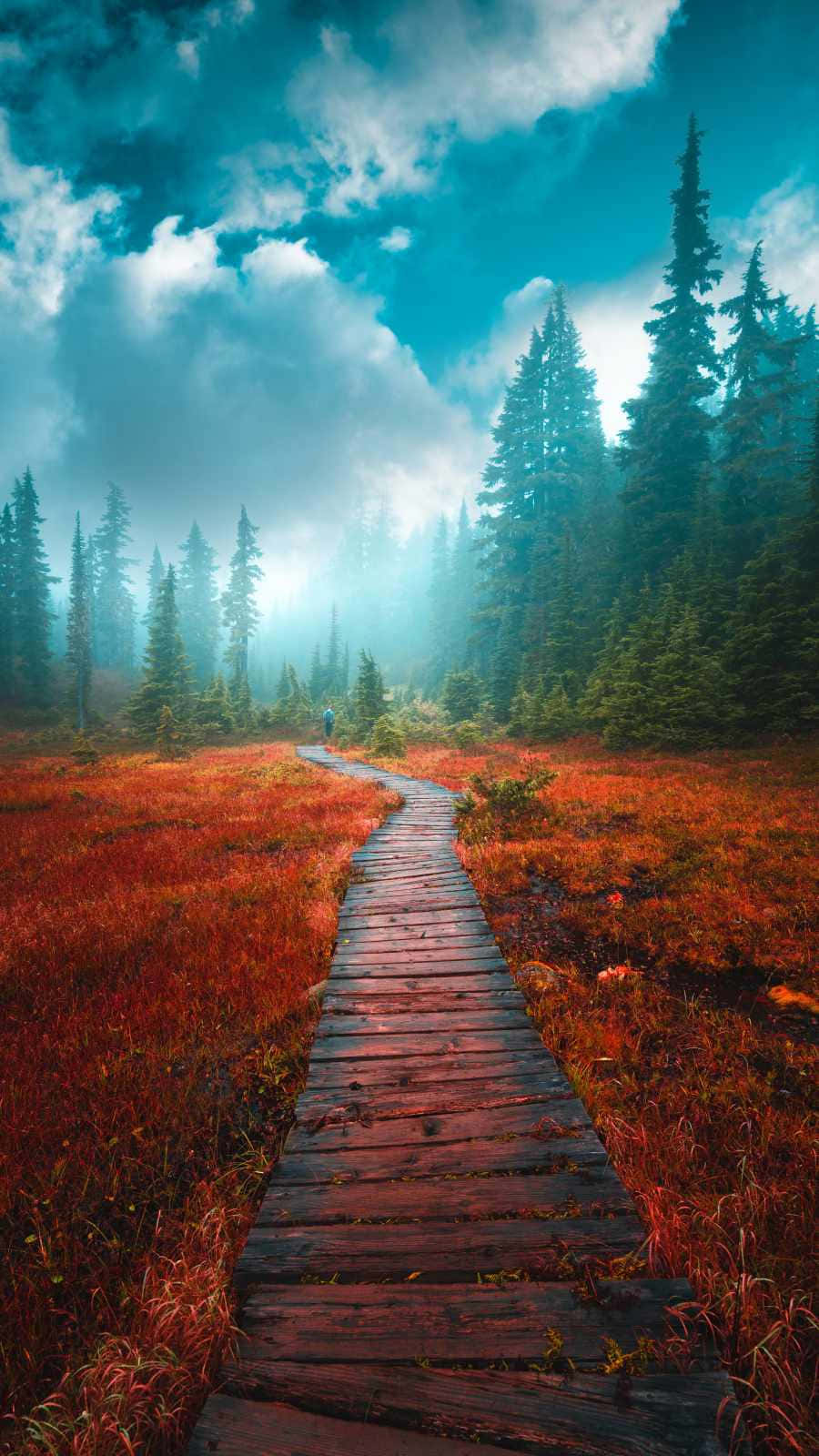 Camino hacia el bosque brumoso Fondos de pantalla
