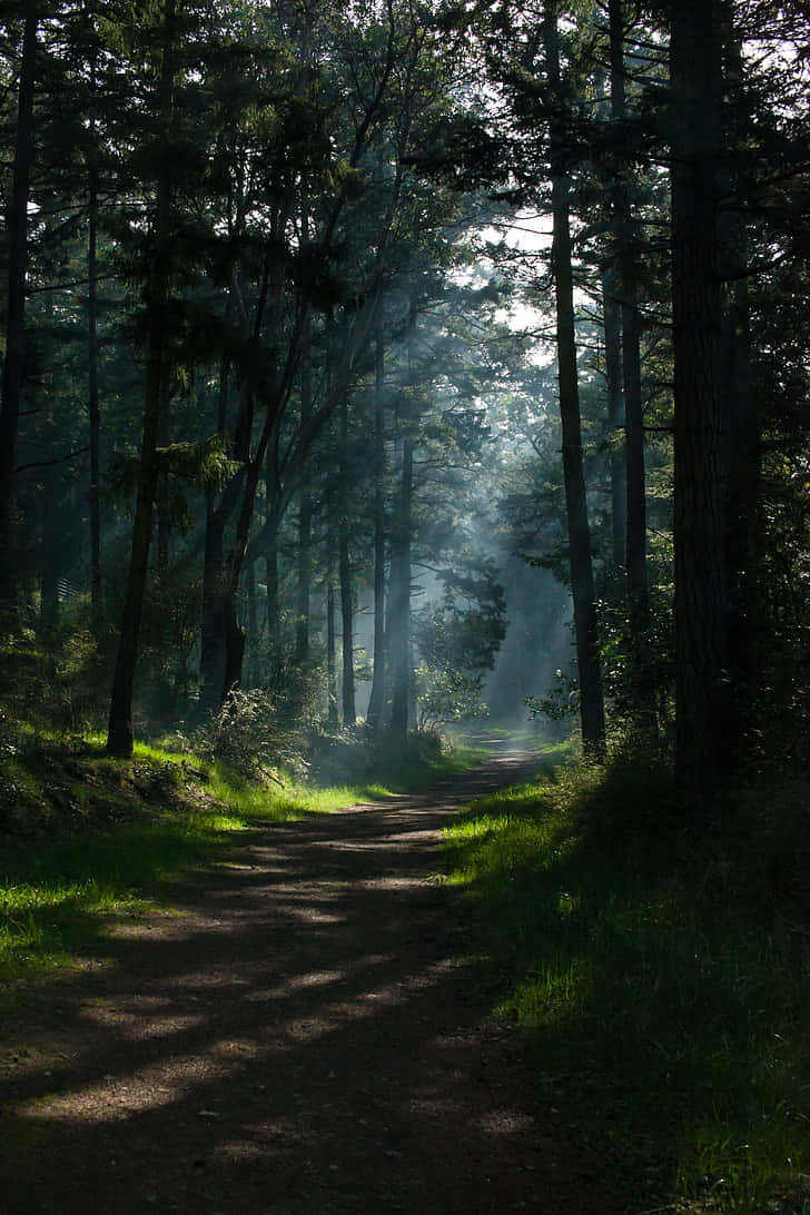 Camino Oscuro en el Bosque Fondos de pantalla