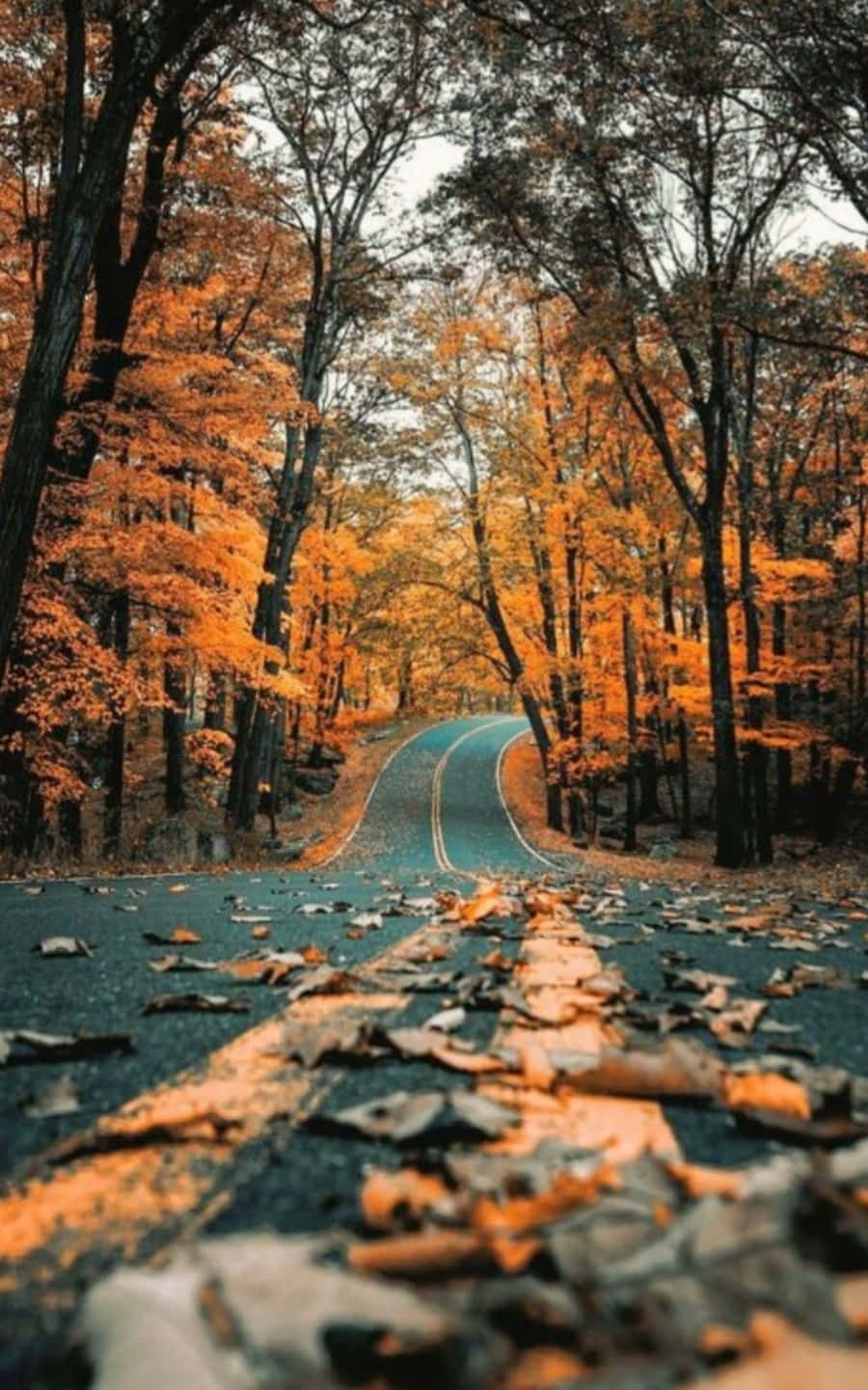 camino otoñal en el bosque Fondos de pantalla
