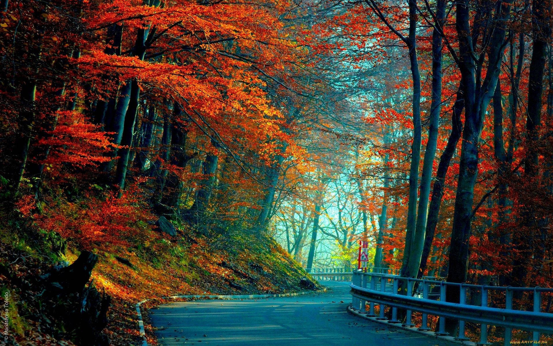 Camino sinuoso otoñal y árboles rojos Fondos de pantalla