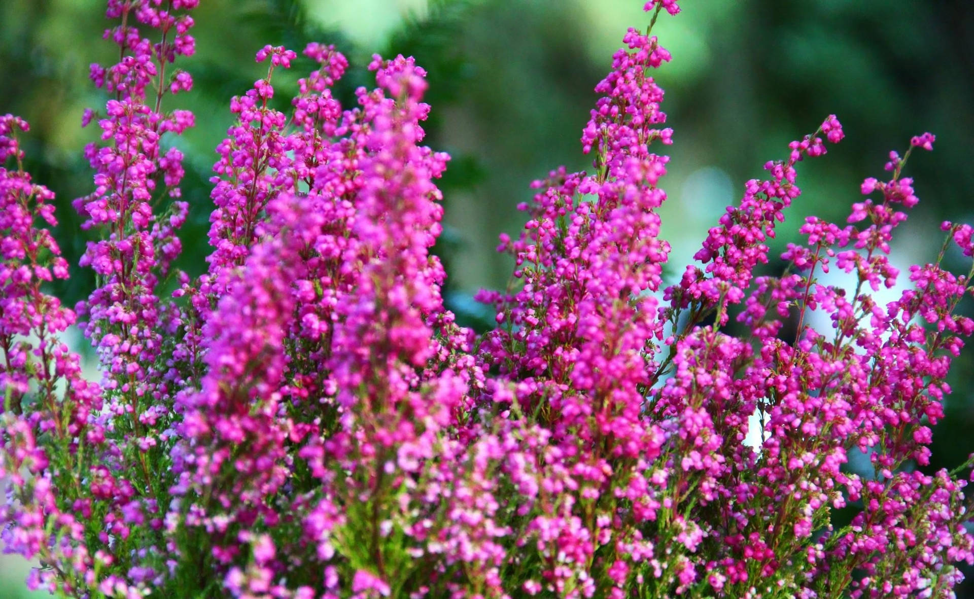 Campanilla Rosa Intenso