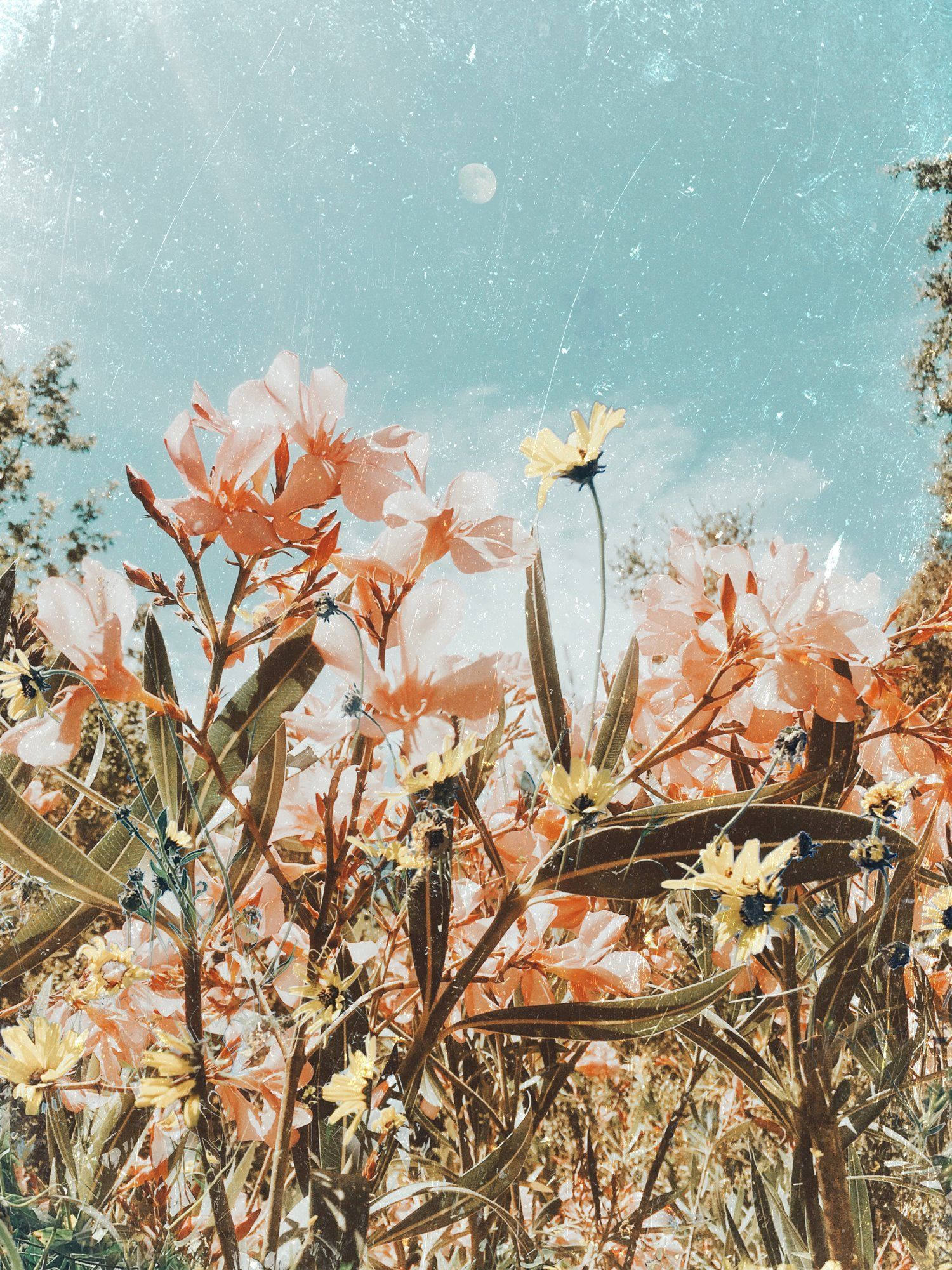 Campo Boho de Flores Rosadas Fondos de pantalla