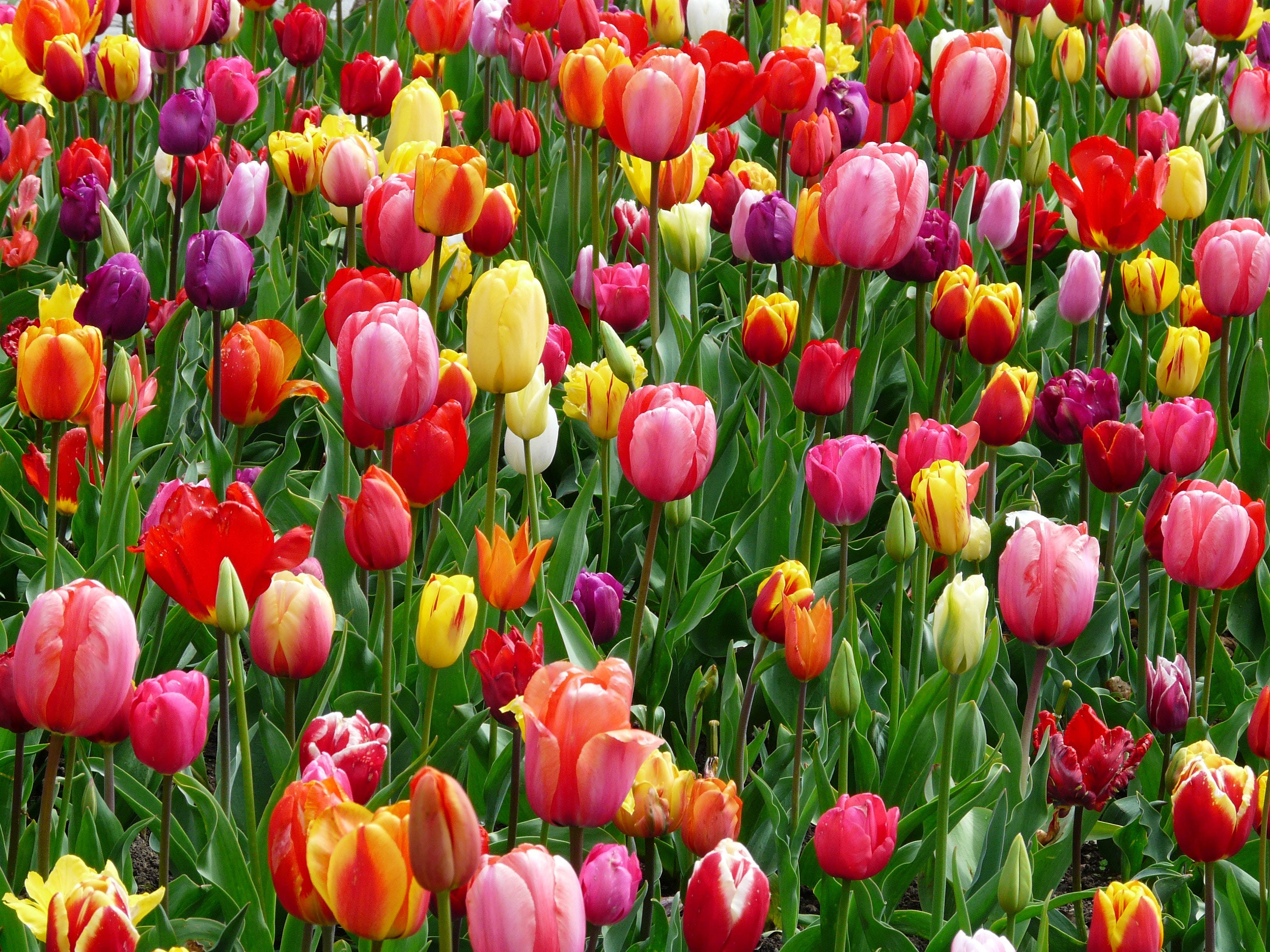 Campo Colorido de Flores de Tulipán Fondos de pantalla