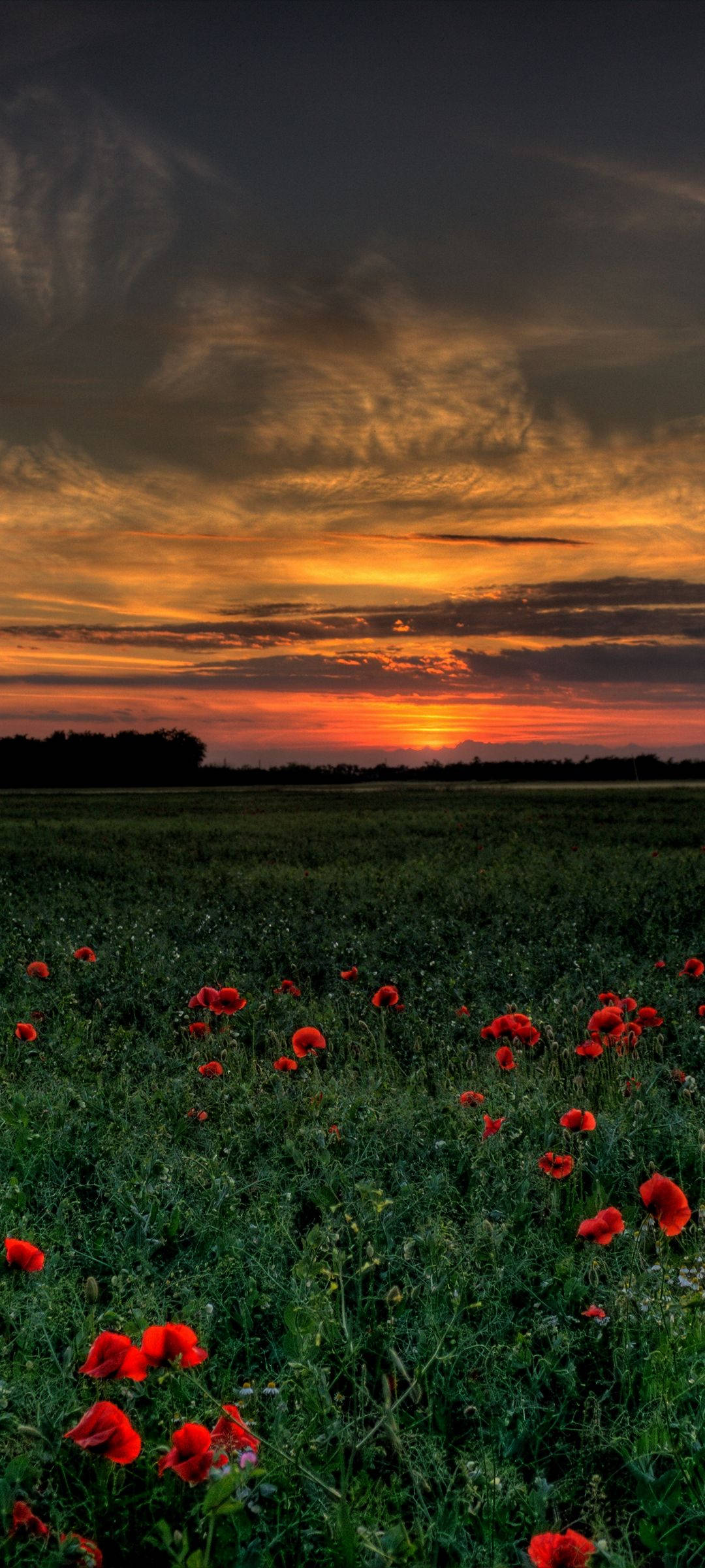 Campo de Amapolas Vivo V20 Fondos de pantalla
