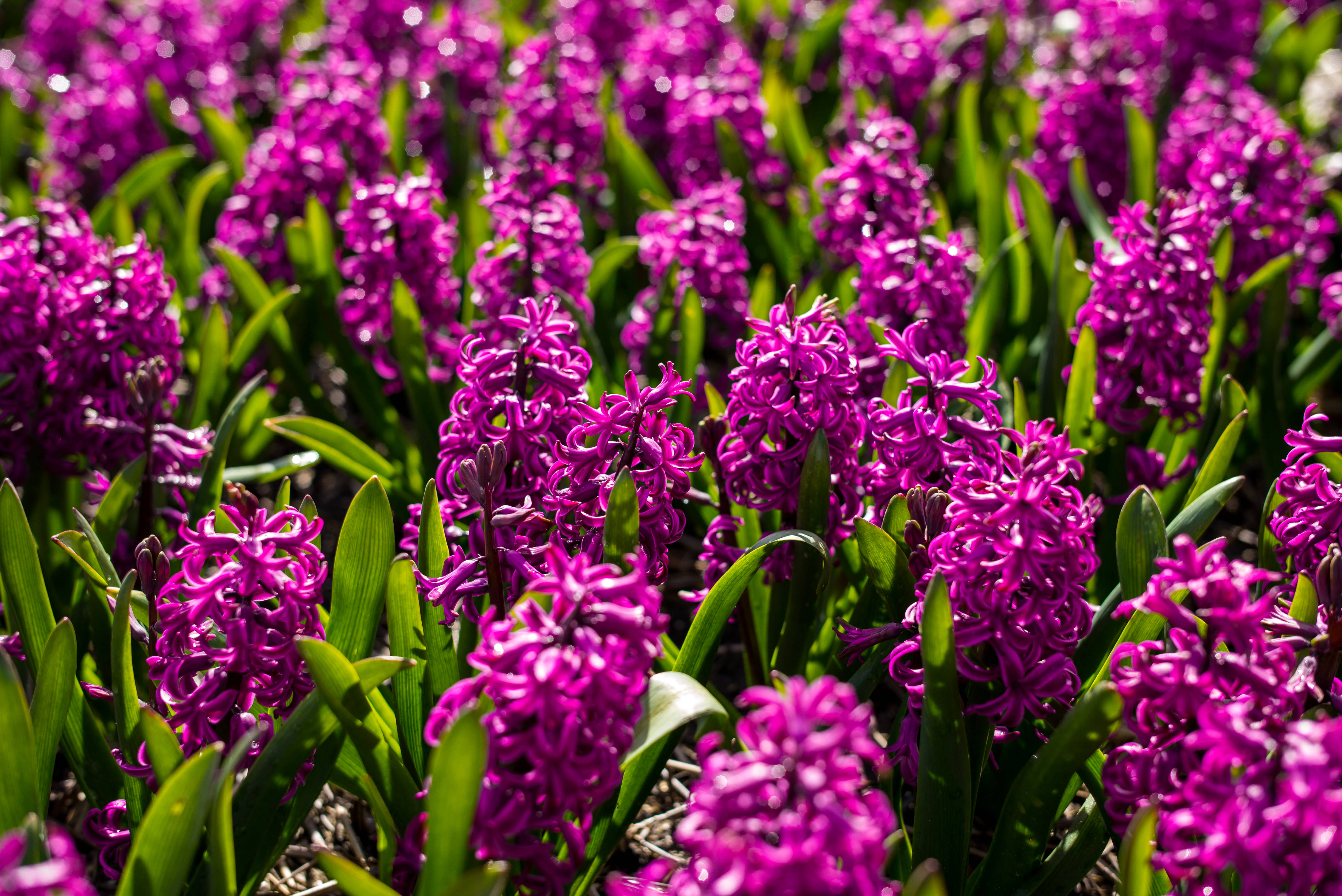 Campo de flores de jacinto Miss Saigon Fondos de pantalla