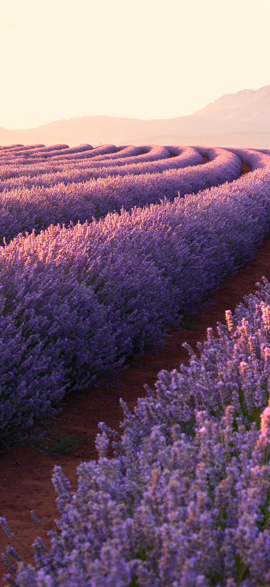 iPhone campo de flores lavanda estético Fondos de pantalla
