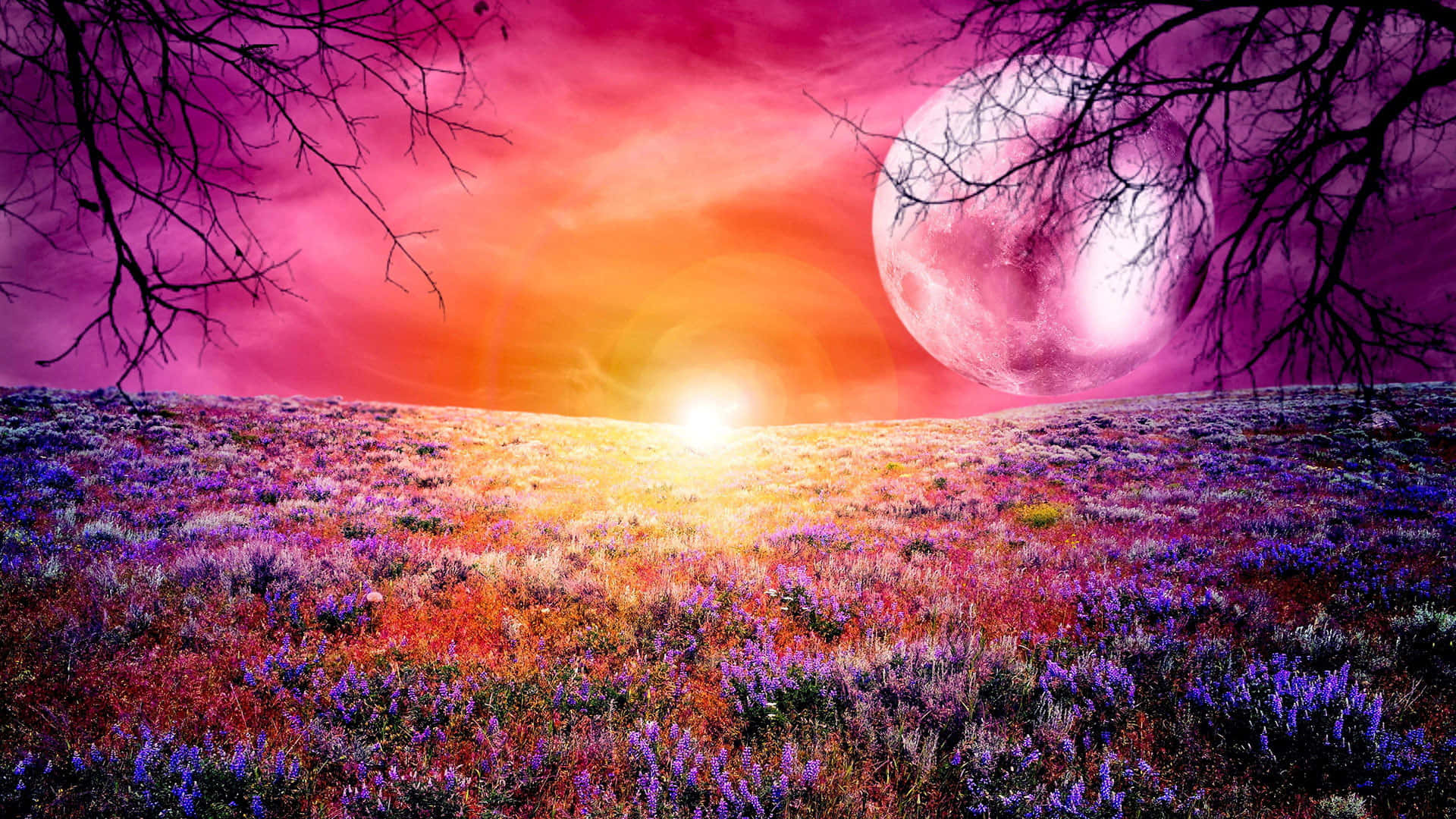 Campo de flores y luna rosa Fondos de pantalla