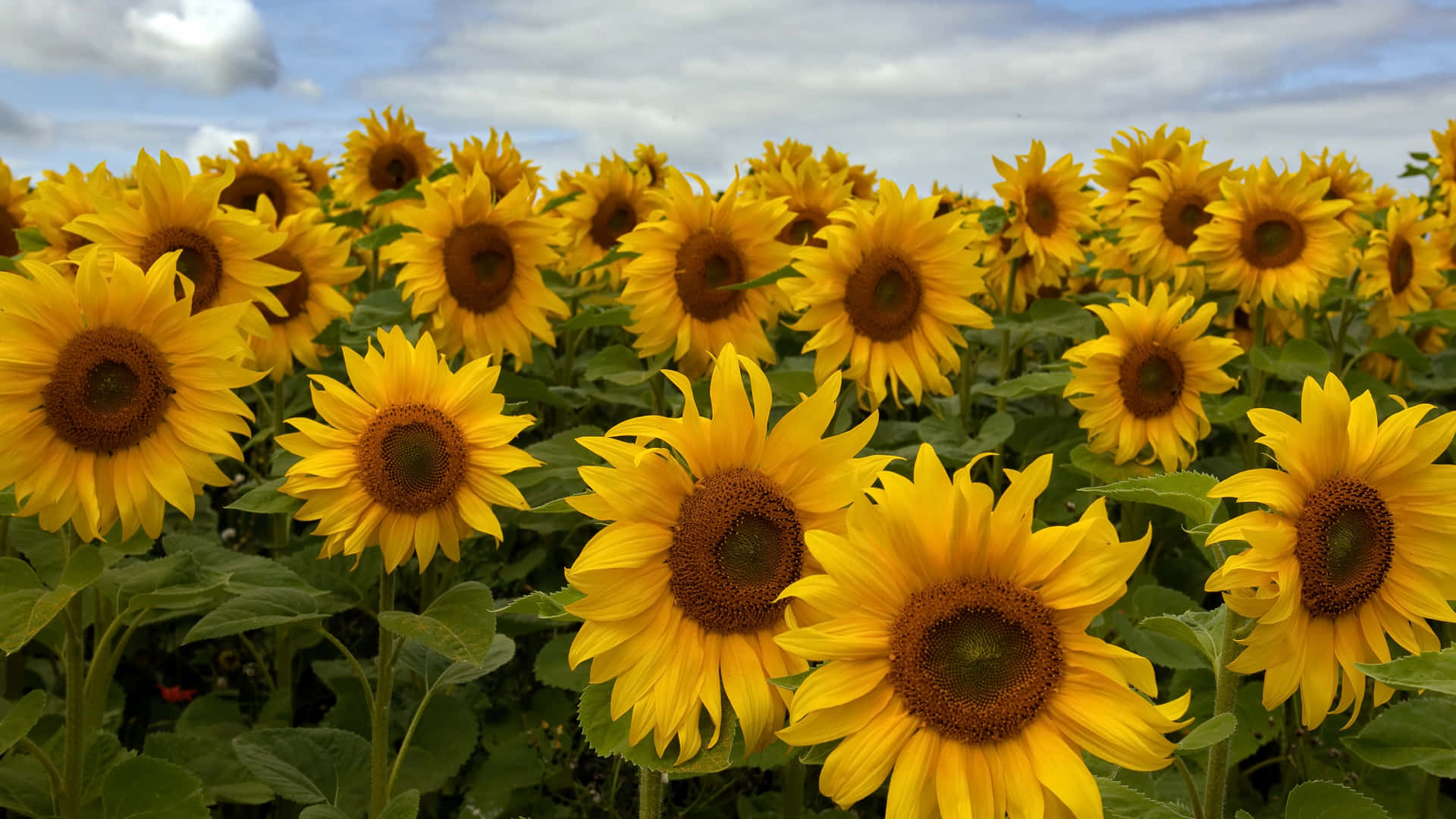 Campo de Girasoles Fondo 4K de Flores Fondos de pantalla