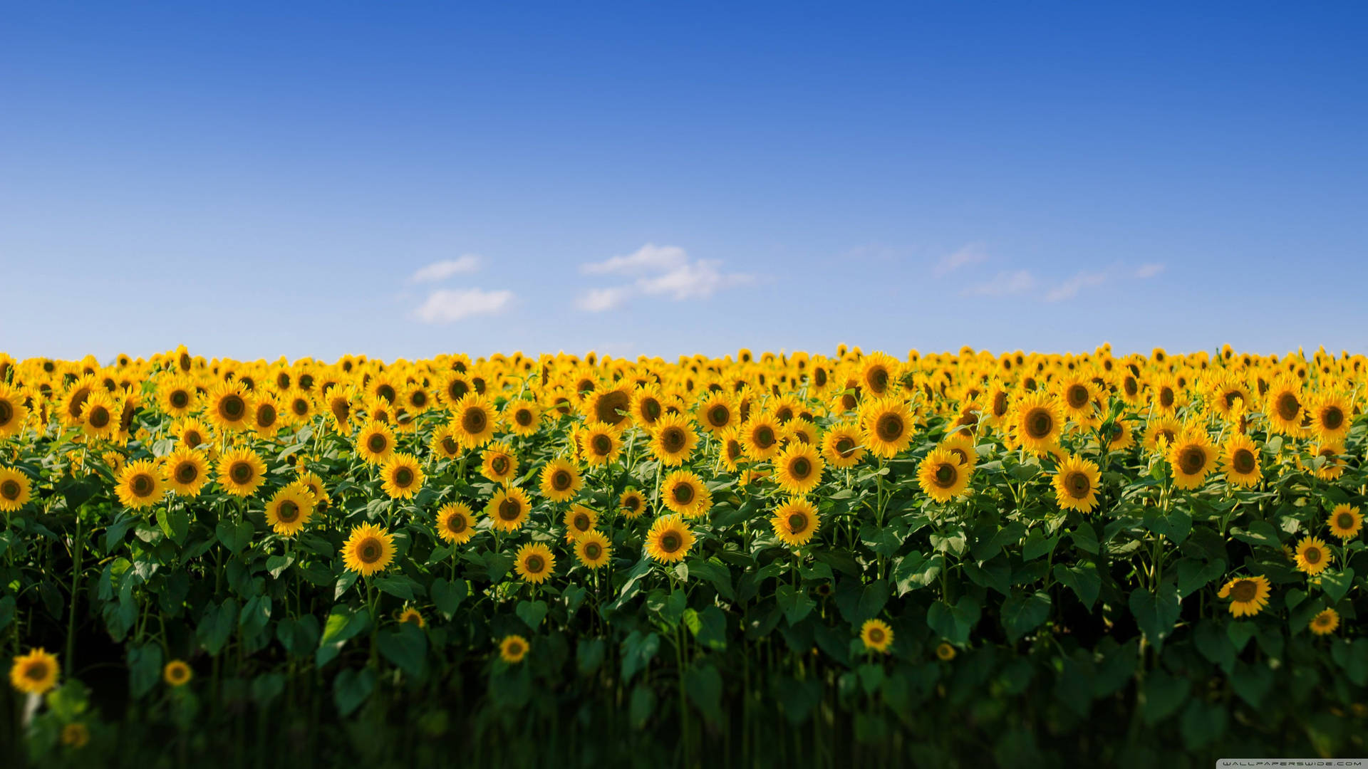 Campo de girasoles estético para MacBook