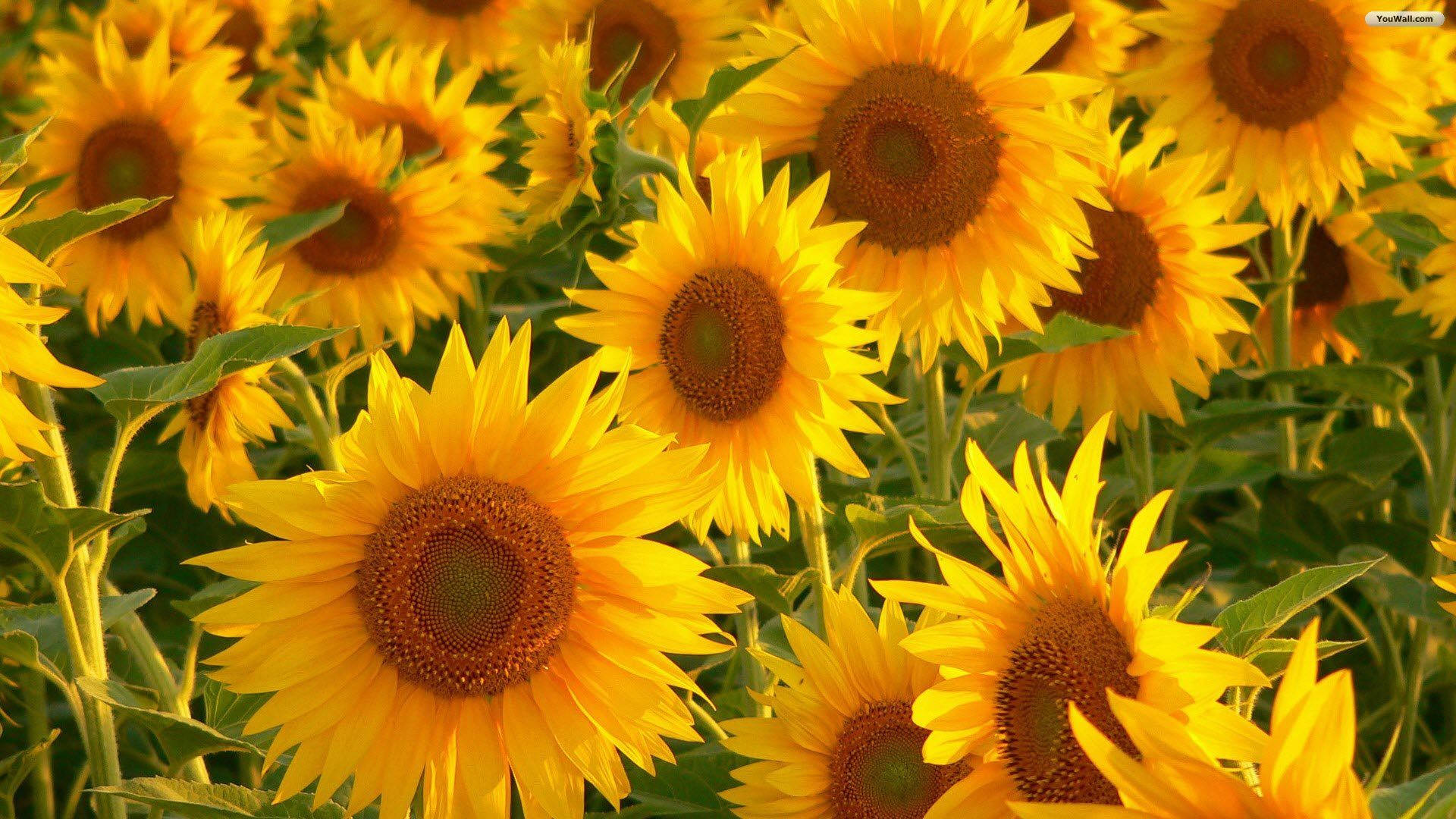 Campo de Girasoles Estético Amarillo Fondos de pantalla