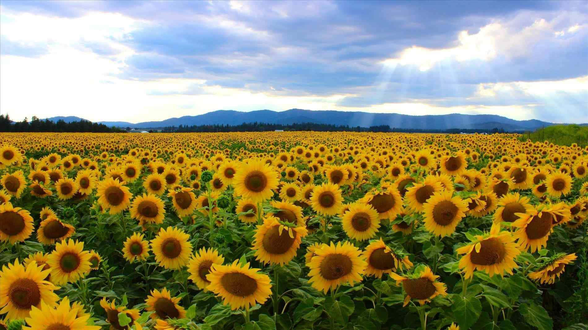 Campo de Girasoles Fondo Amarillo Fondos de pantalla