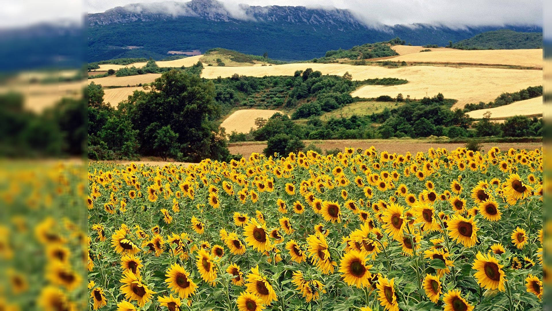 Campo de Girasoles de Verano para Escritorio