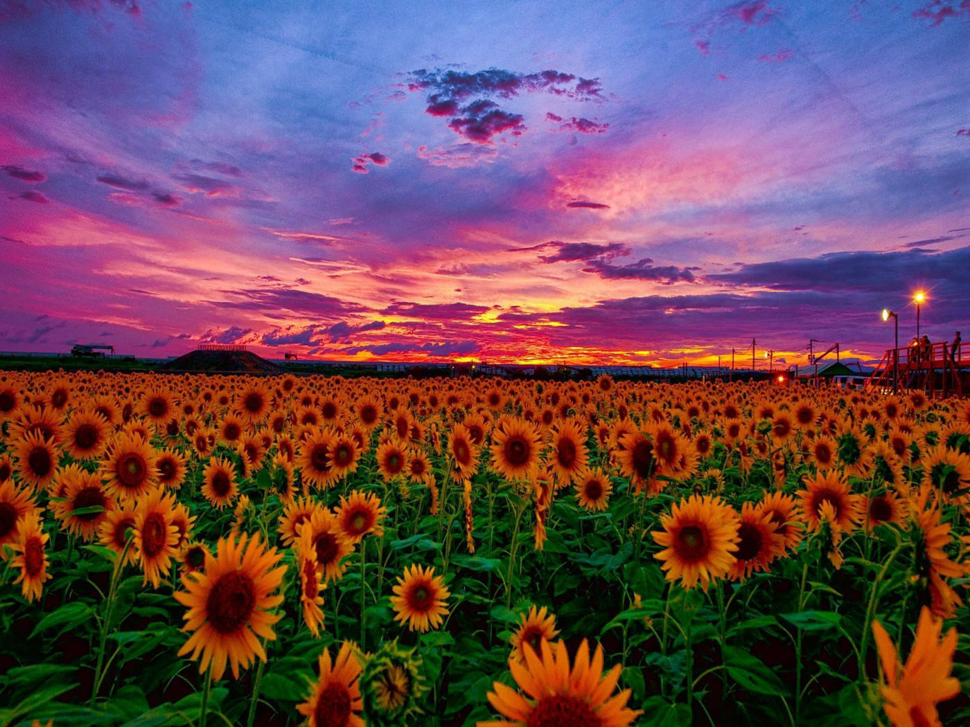 Campo de Girasoles al Atardecer Rosa Fondos de pantalla