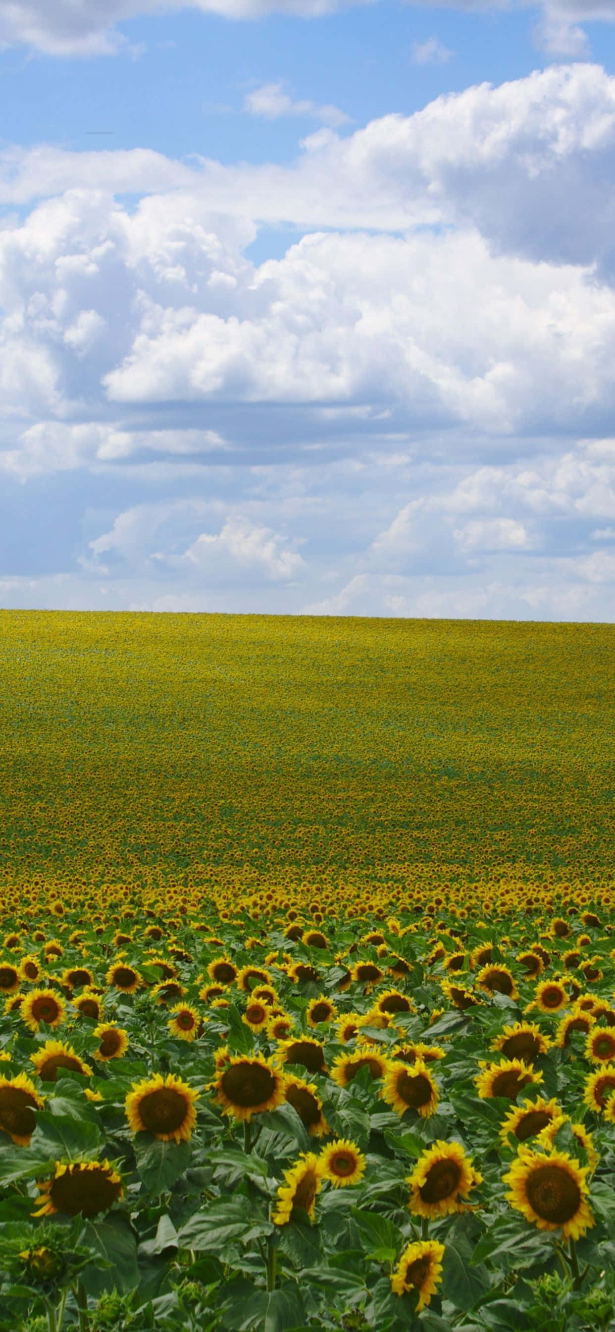 Campo de Girasoles con Colores Vibrantes Fondos de pantalla