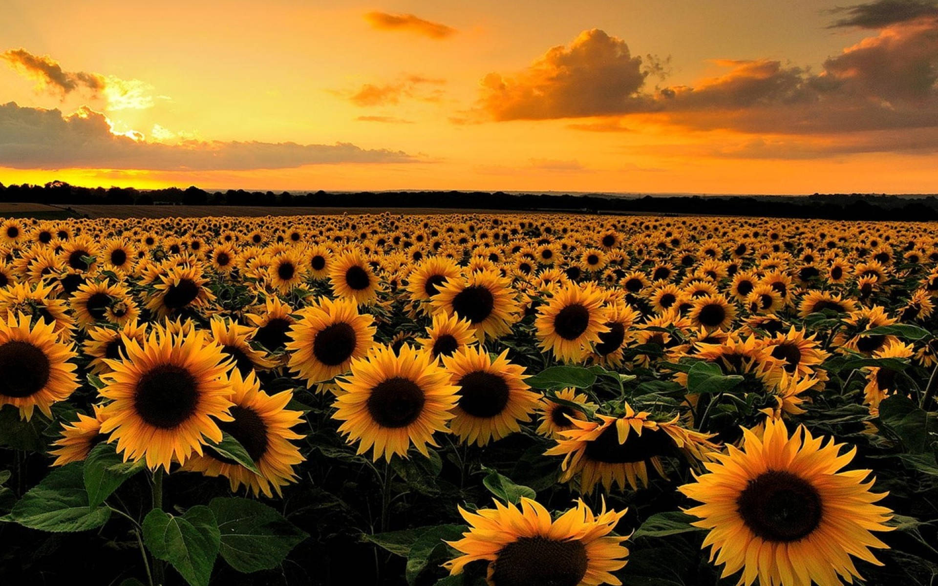 Campo de girasoles al atardecer Fondos de pantalla