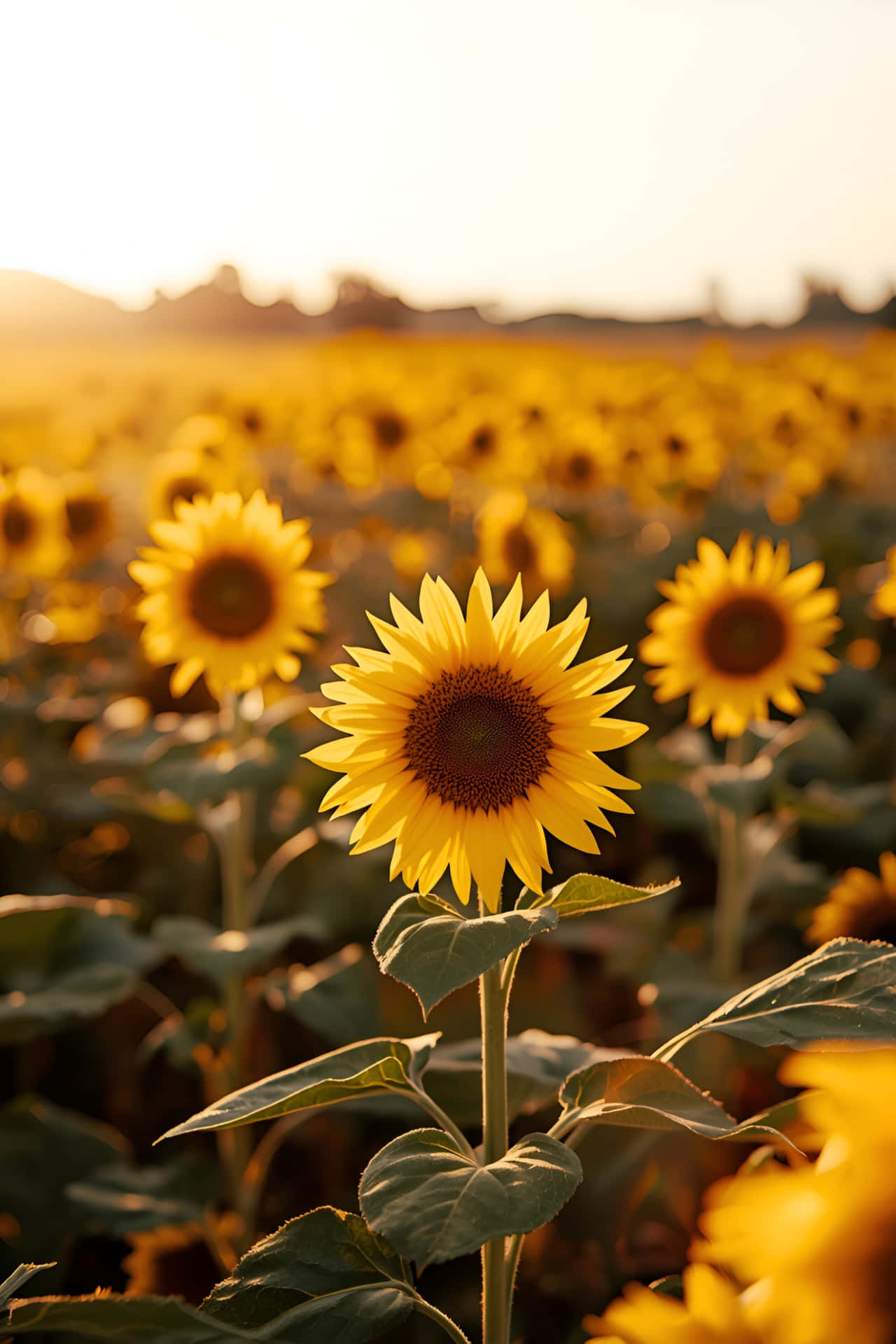Campo de Girasoles Dorados al Atardecer Fondos de pantalla