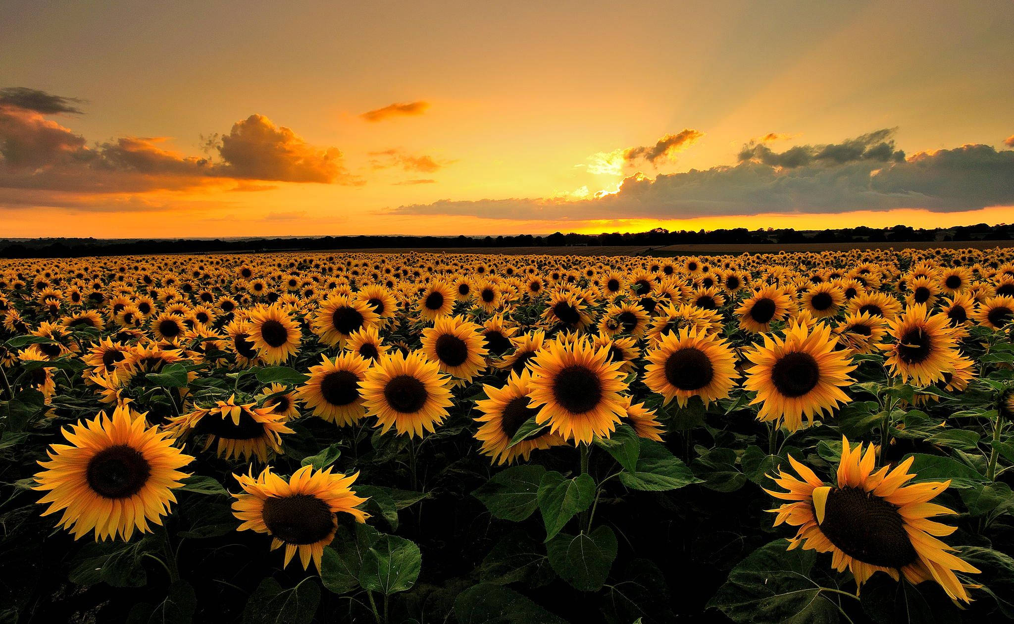 Campo de girasoles estética Tumblr Fondos de pantalla