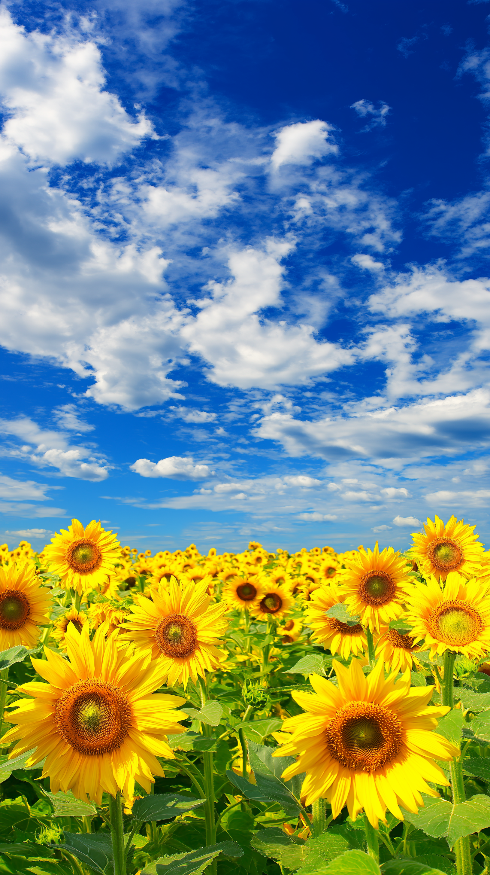Campo de girasoles Fondos de pantalla