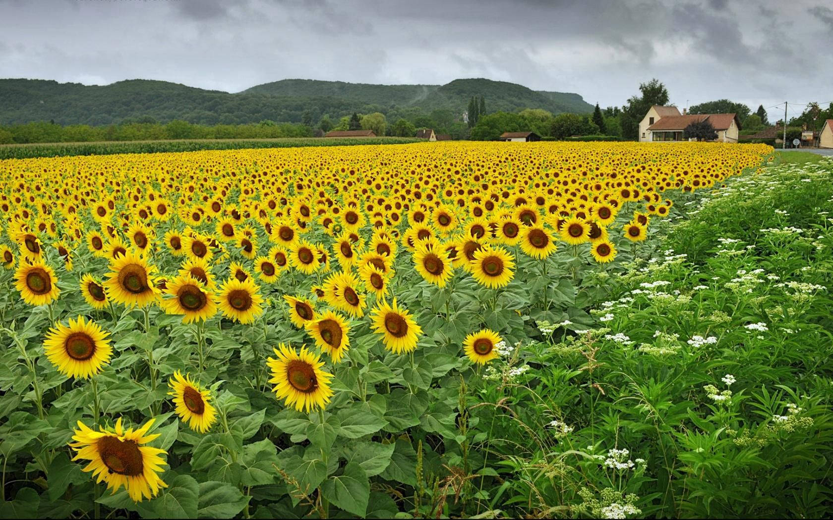Campo de girasoles lleno de girasoles amarillos y naranjas con hojas verdes.