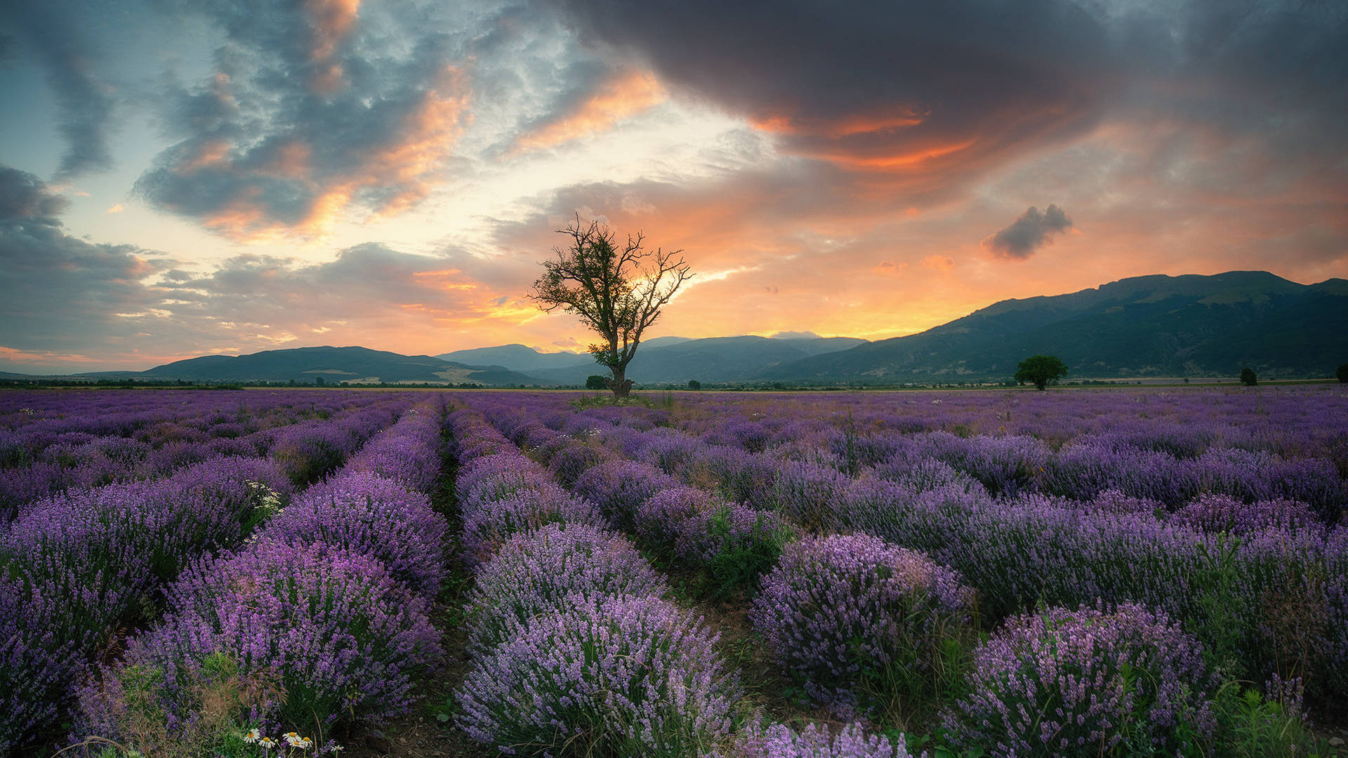 Campo de lavanda estético, montañas y atardecer Fondos de pantalla