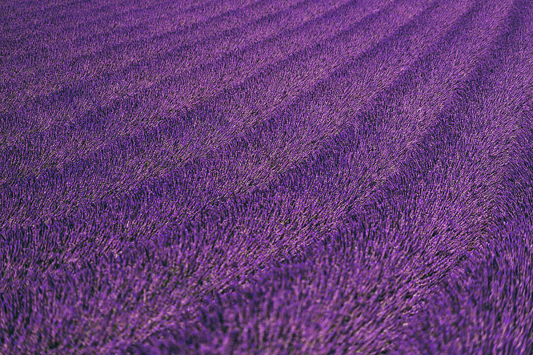 Campo de Lavanda Estético y Ordenado Fondos de pantalla