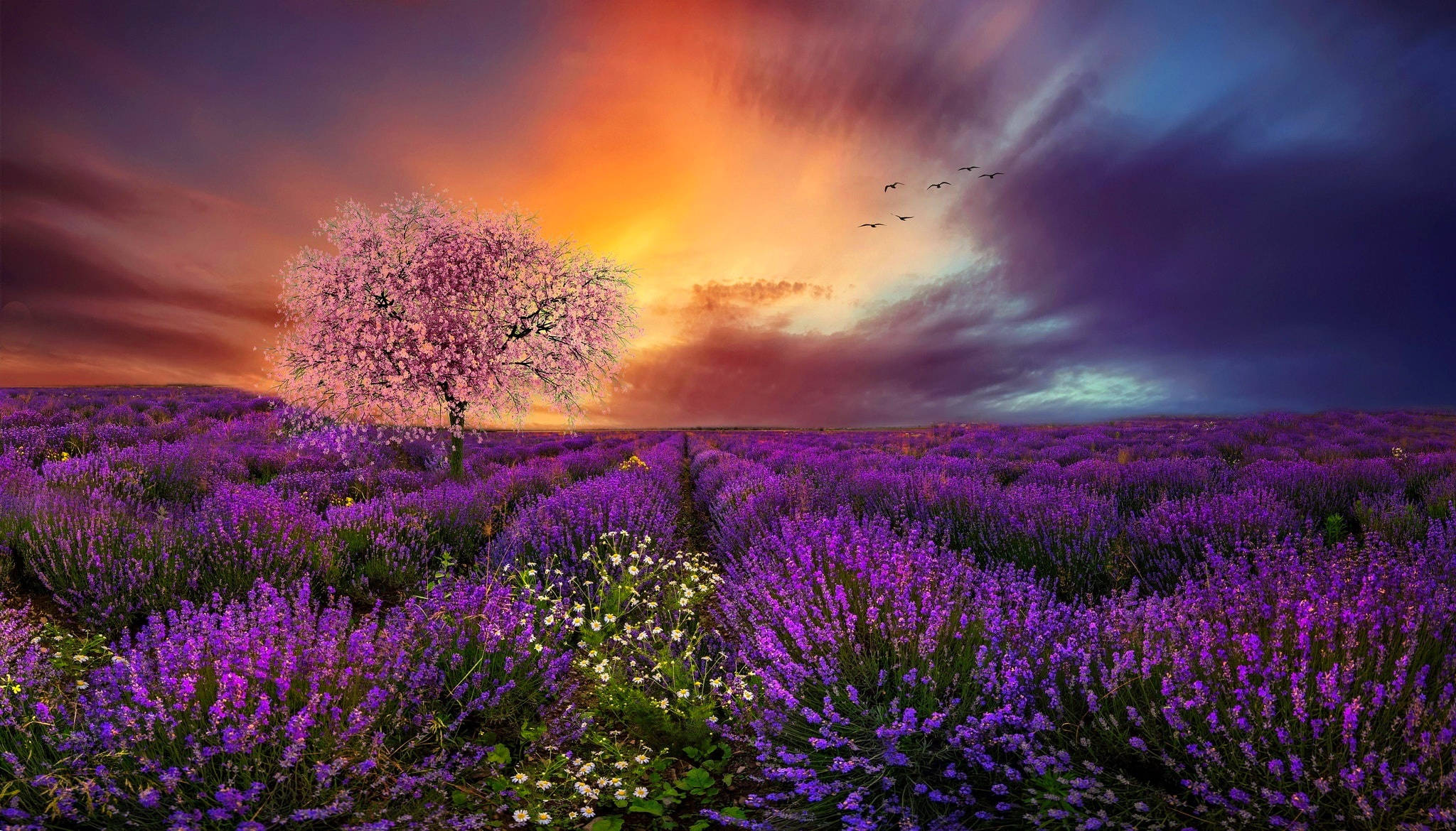 Campo de Lavanda Estético, Cerezos en Flor y Atardecer Fondos de pantalla
